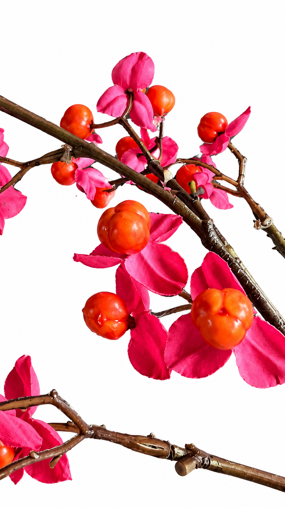 Kardinaalsmuts Tak – Roze & Oranje