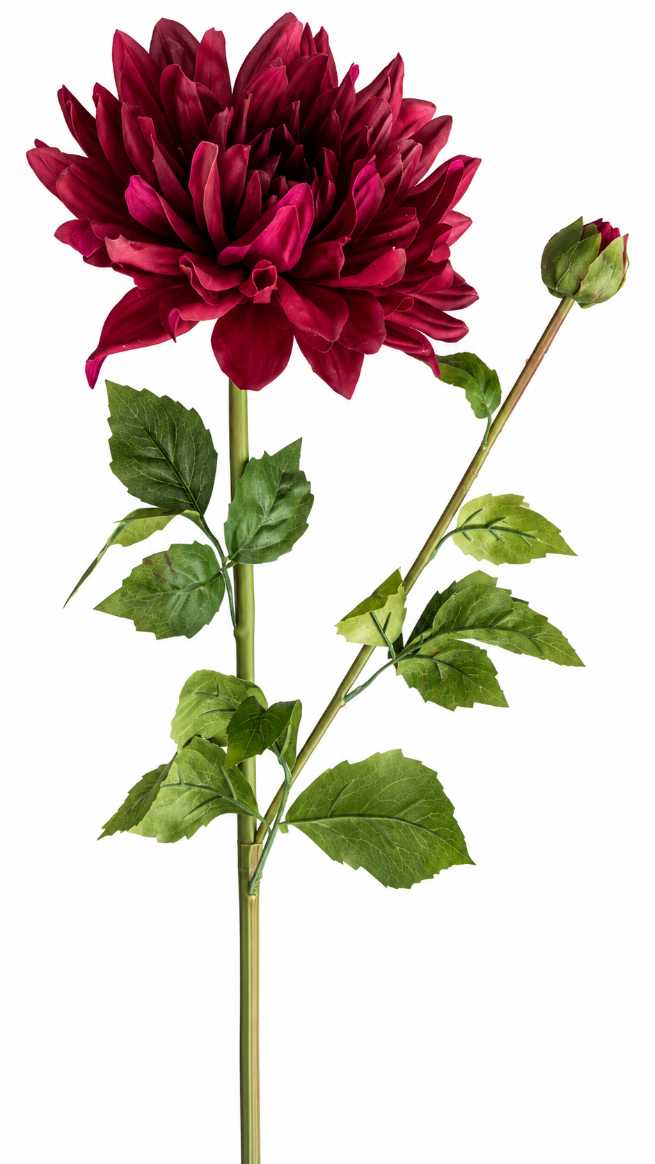 Bordeaux Dahlia