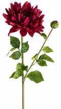 Bordeaux Dahlia