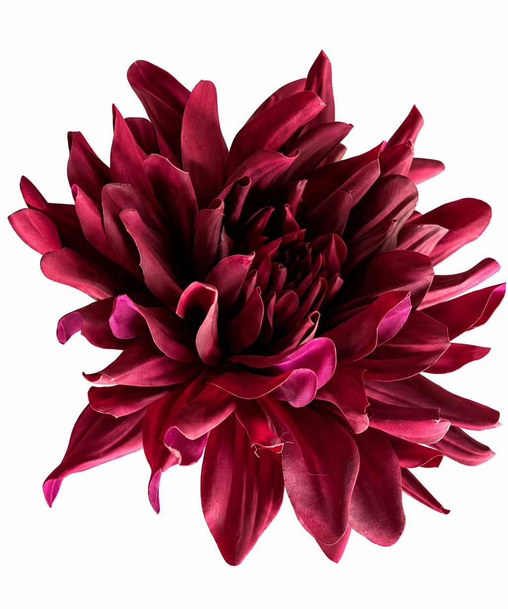 Bordeaux Dahlia