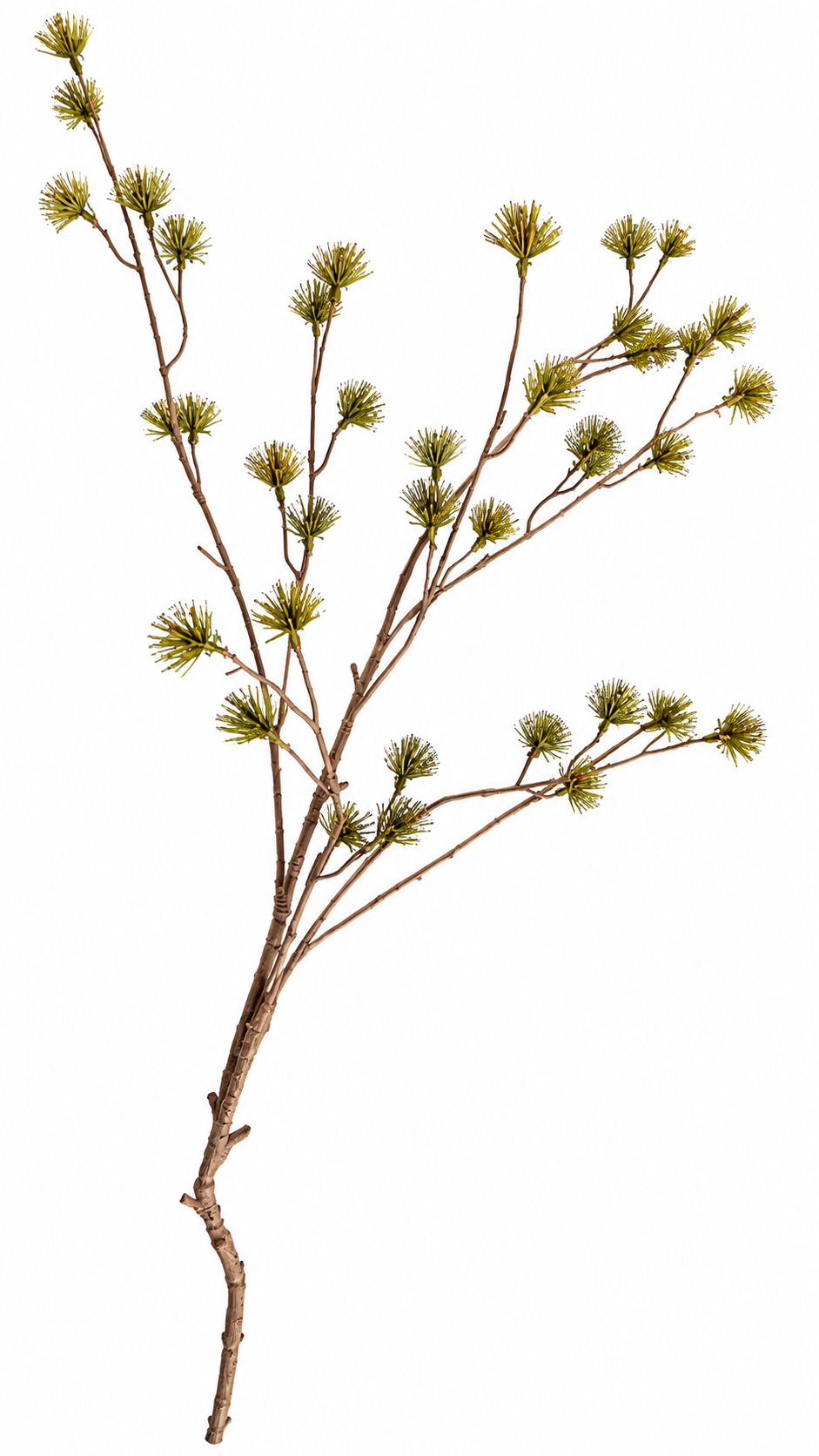 Decoratieve Dracaena Bloemtak – Groen