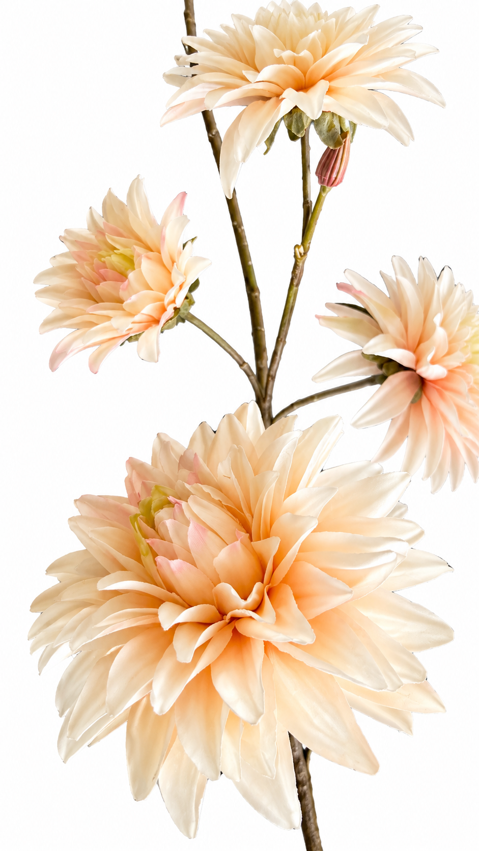 Dahlia Bloemtak – Zacht Perzik/beige