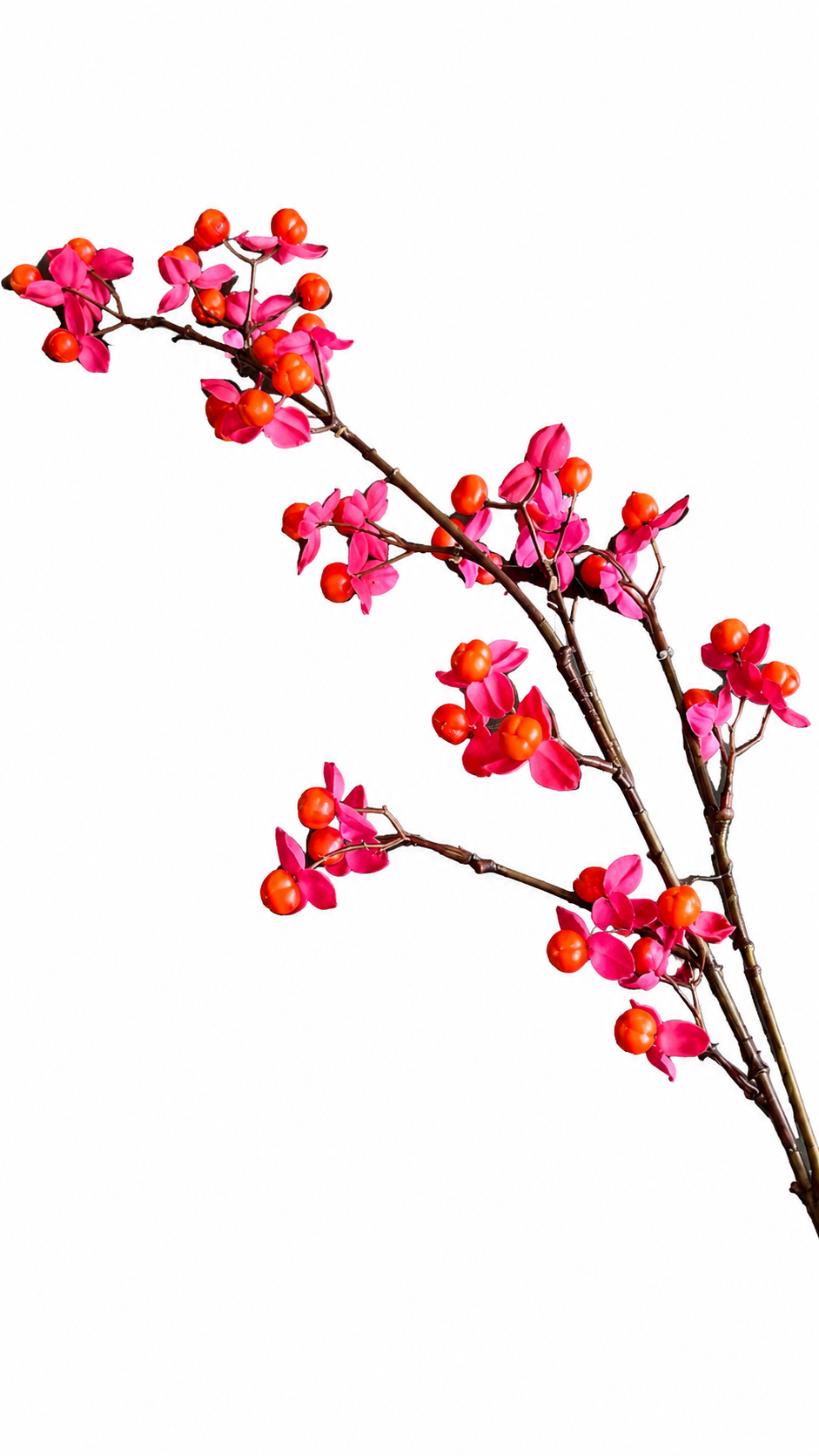 Kardinaalsmuts Tak – Roze & Oranje