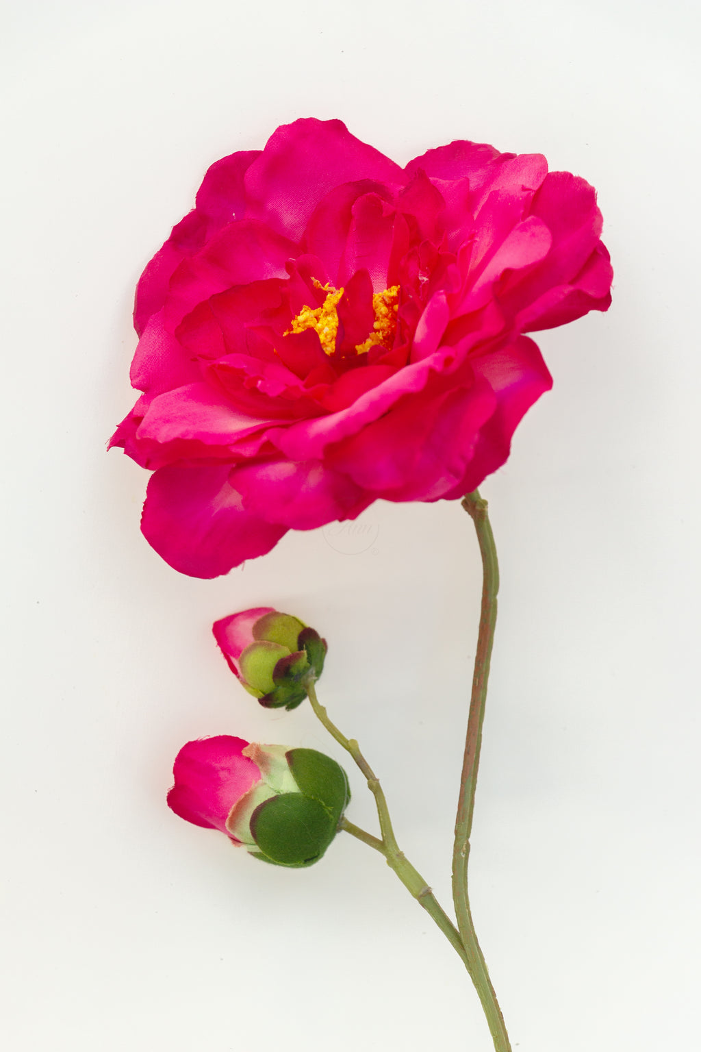 Paeonia (pioenroos)