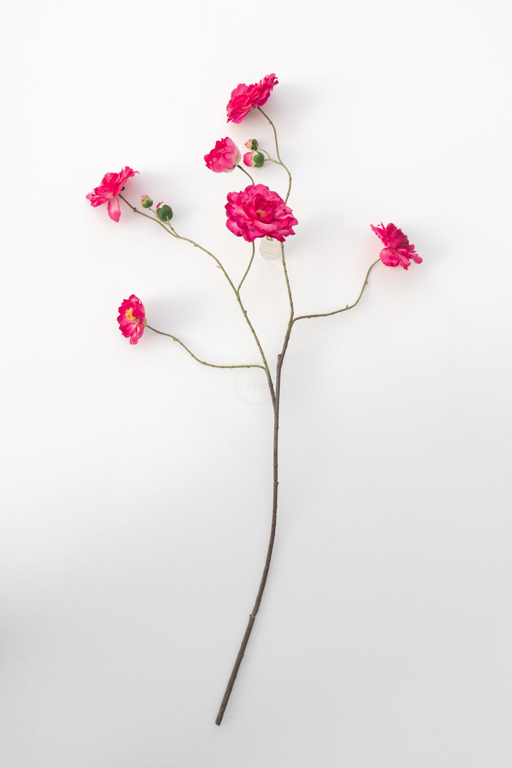 Paeonia (pioenroos)