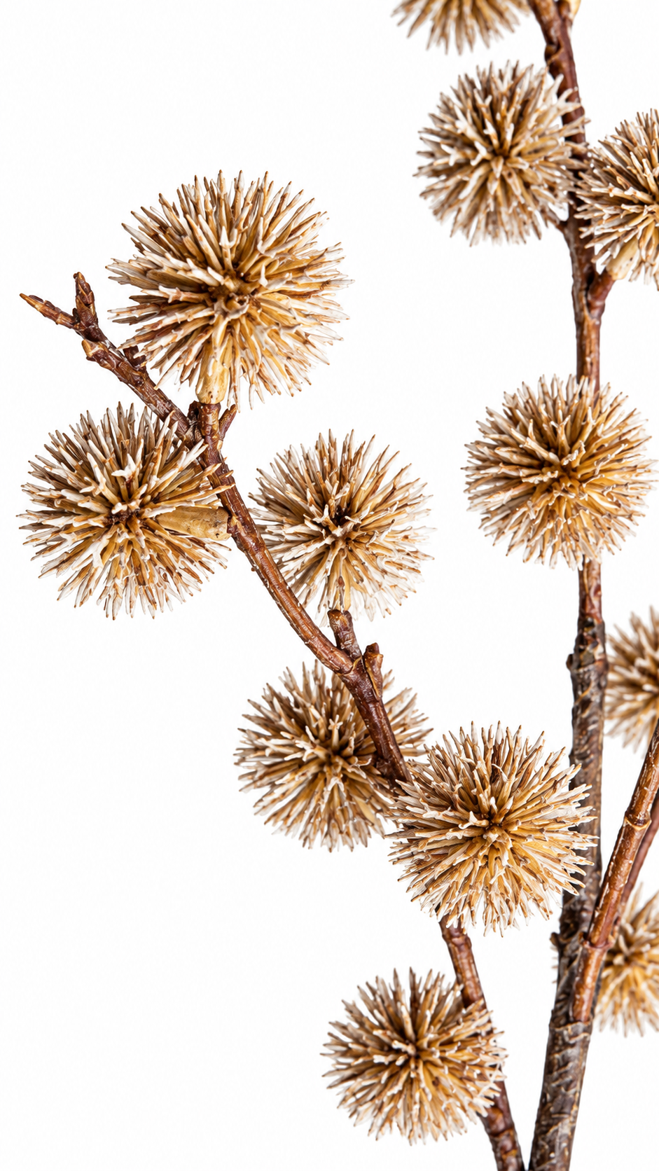 Botanische Siertak Crème