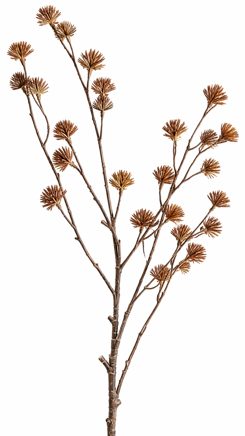 Siertak Botanica Roestbruin