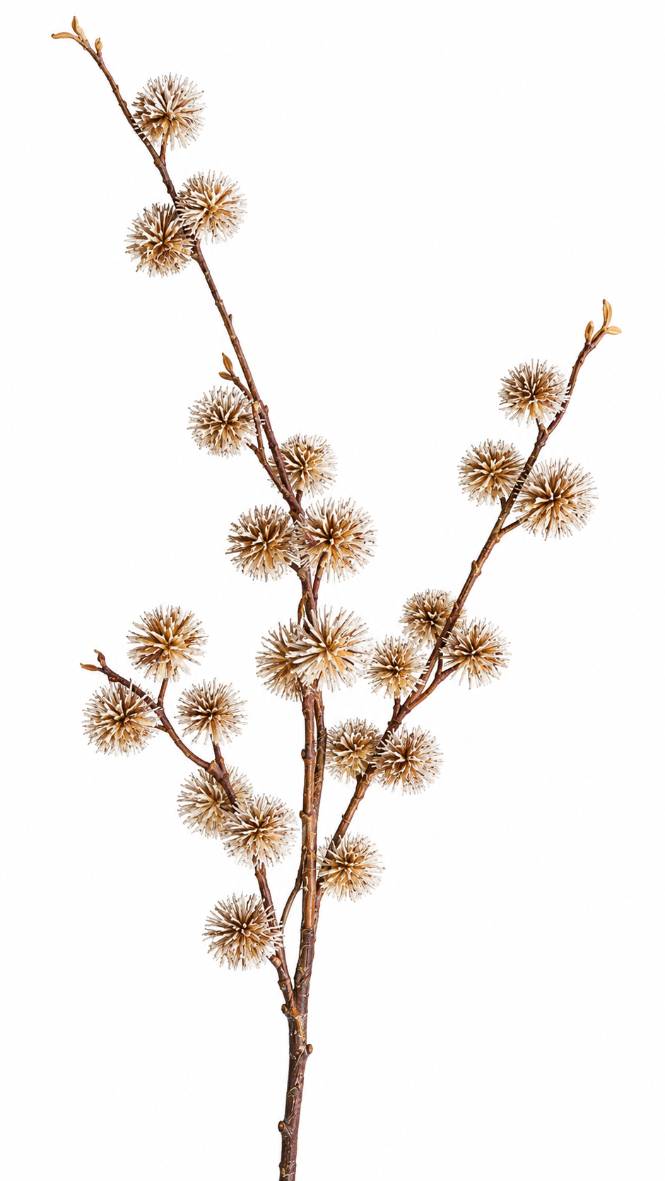 Botanische Siertak Crème