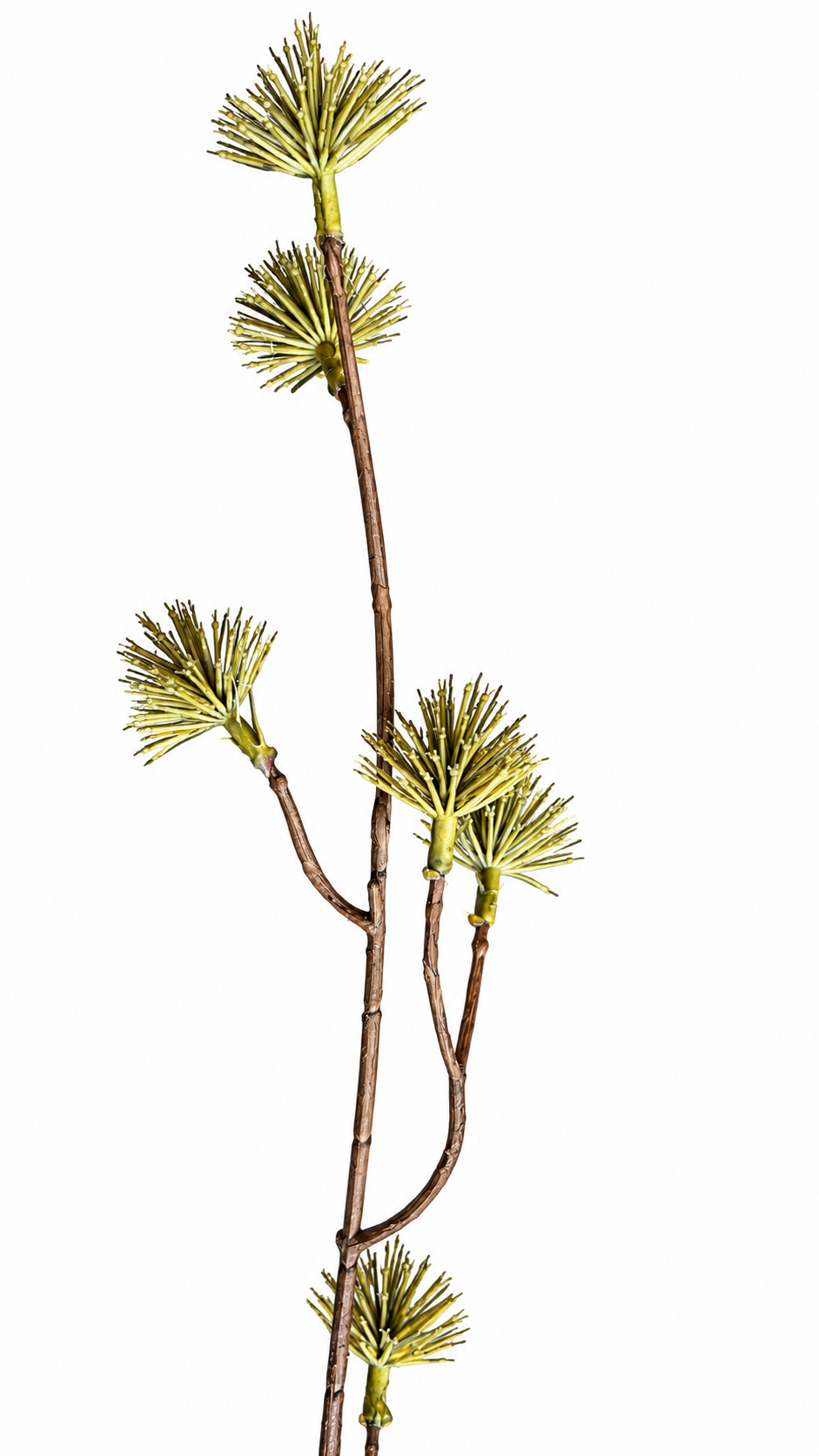 Decoratieve Dracaena Bloemtak – Groen