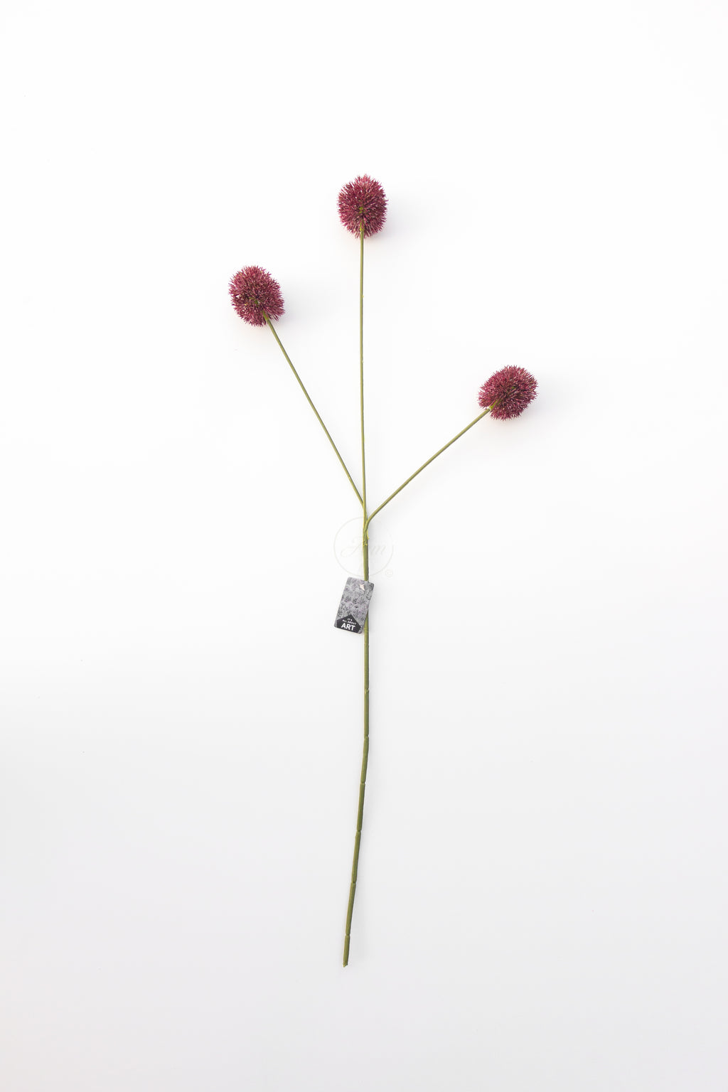 Alium paars