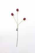 Alium paars