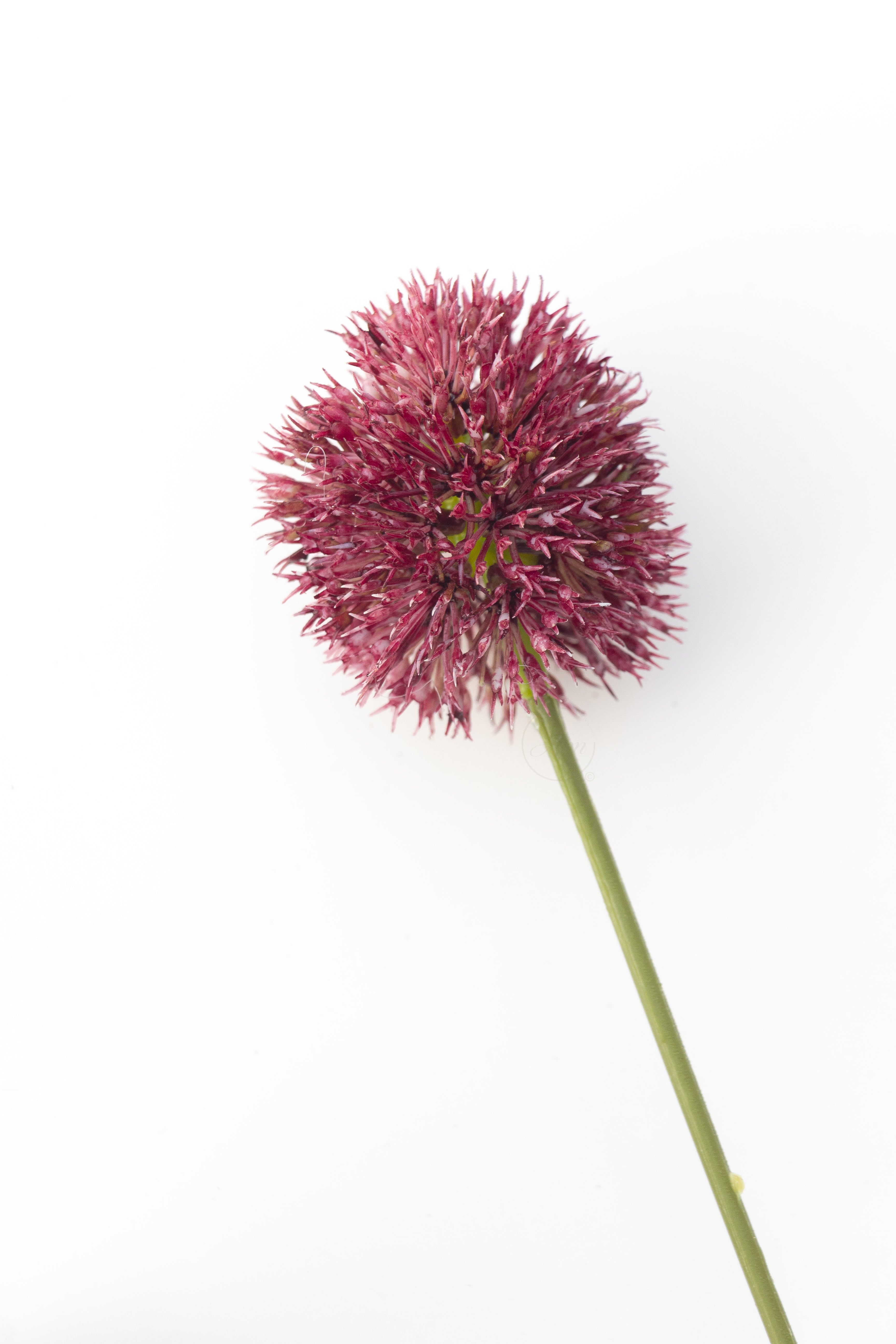 Alium paars