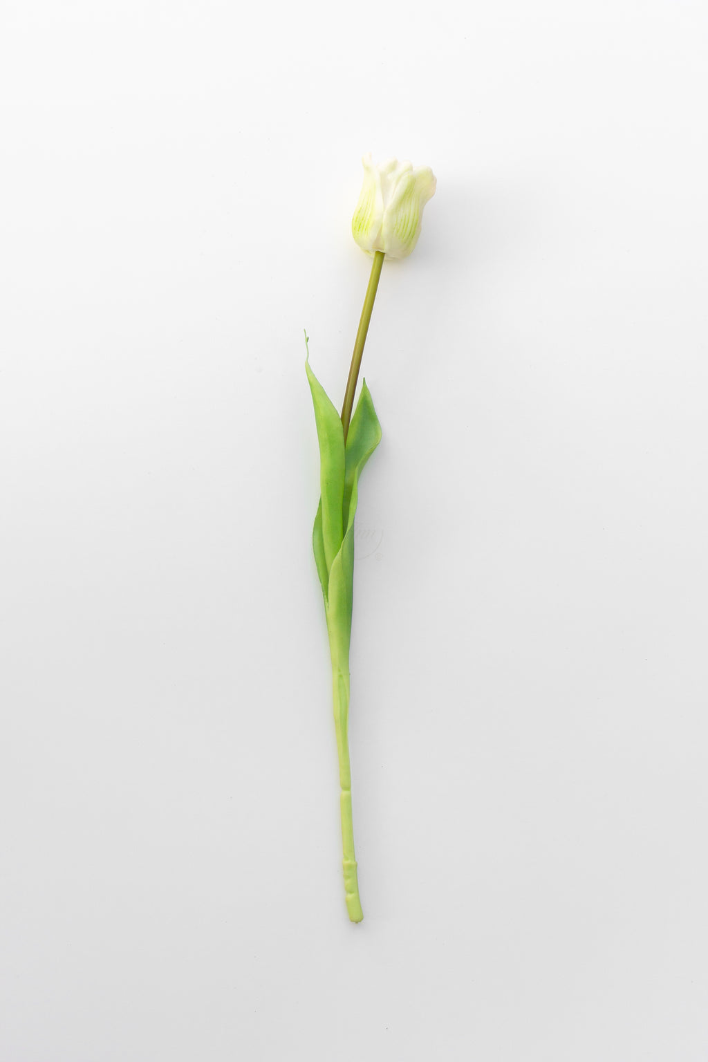 Witte tulp