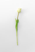 Witte tulp
