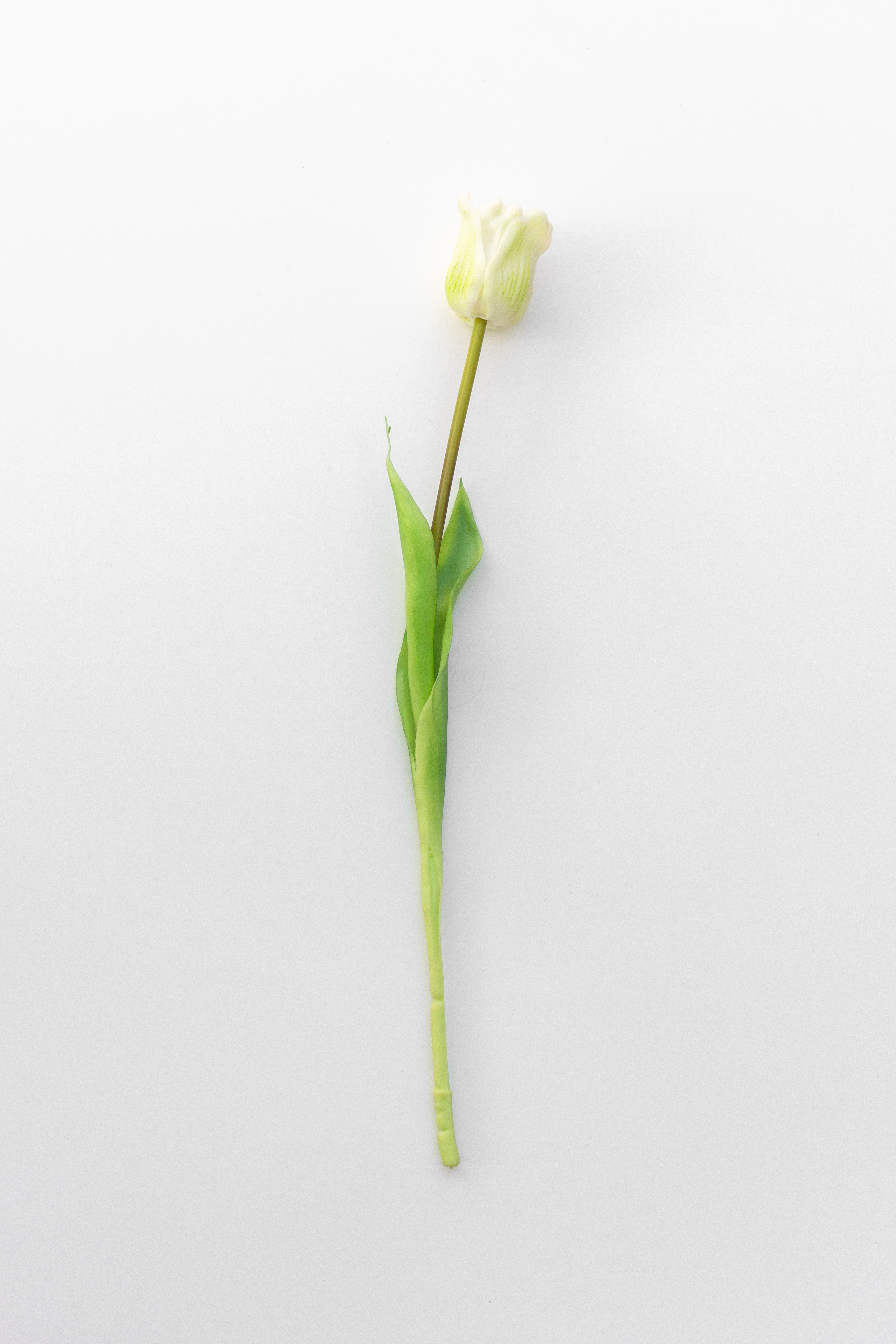 Witte tulp