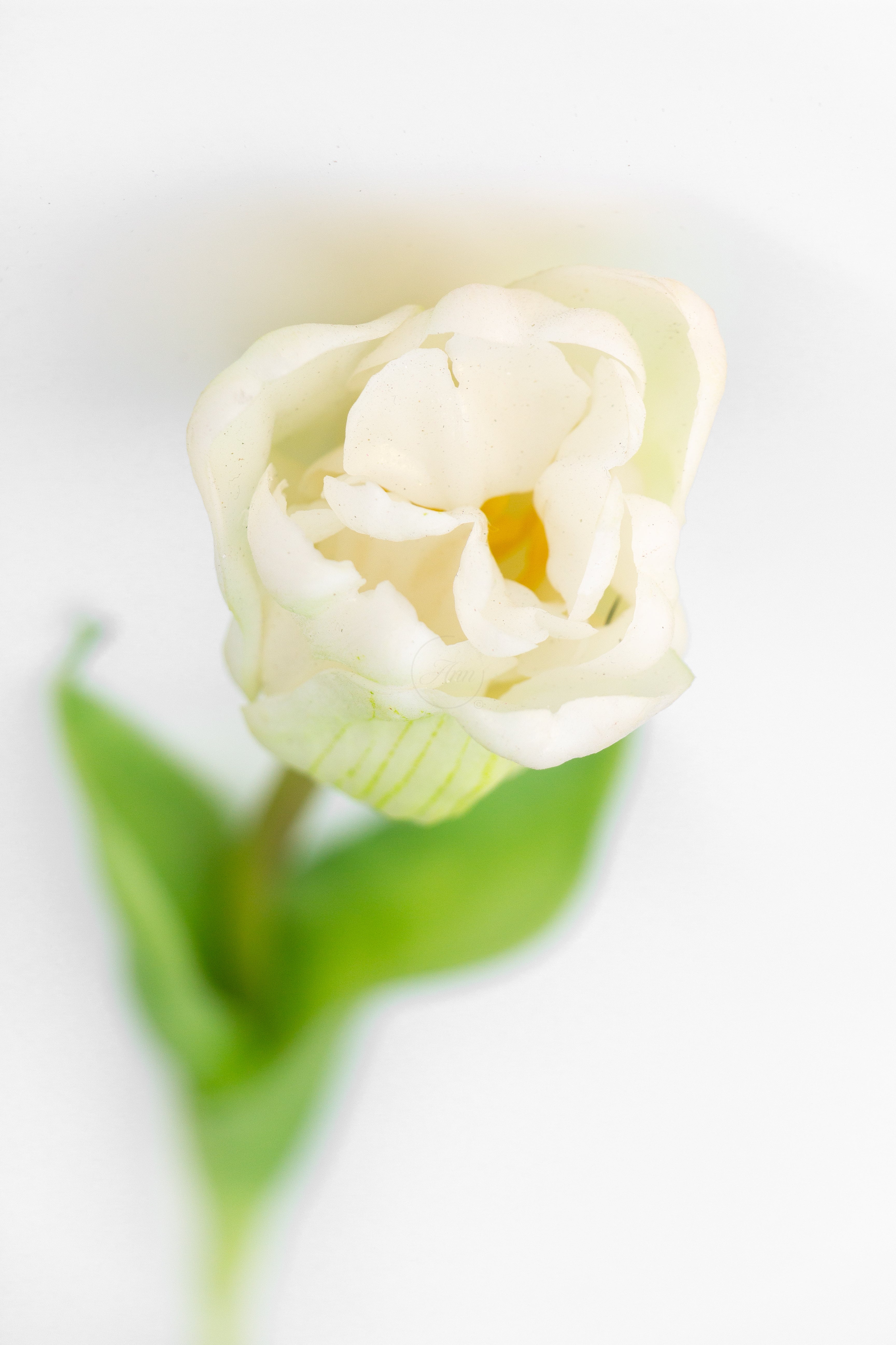 Witte tulp