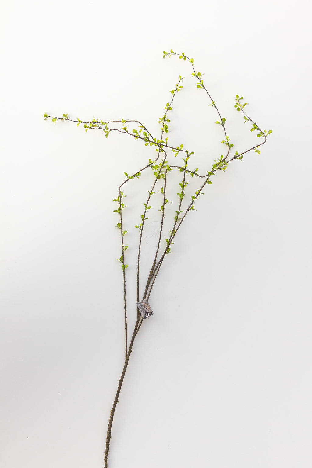 Prunus