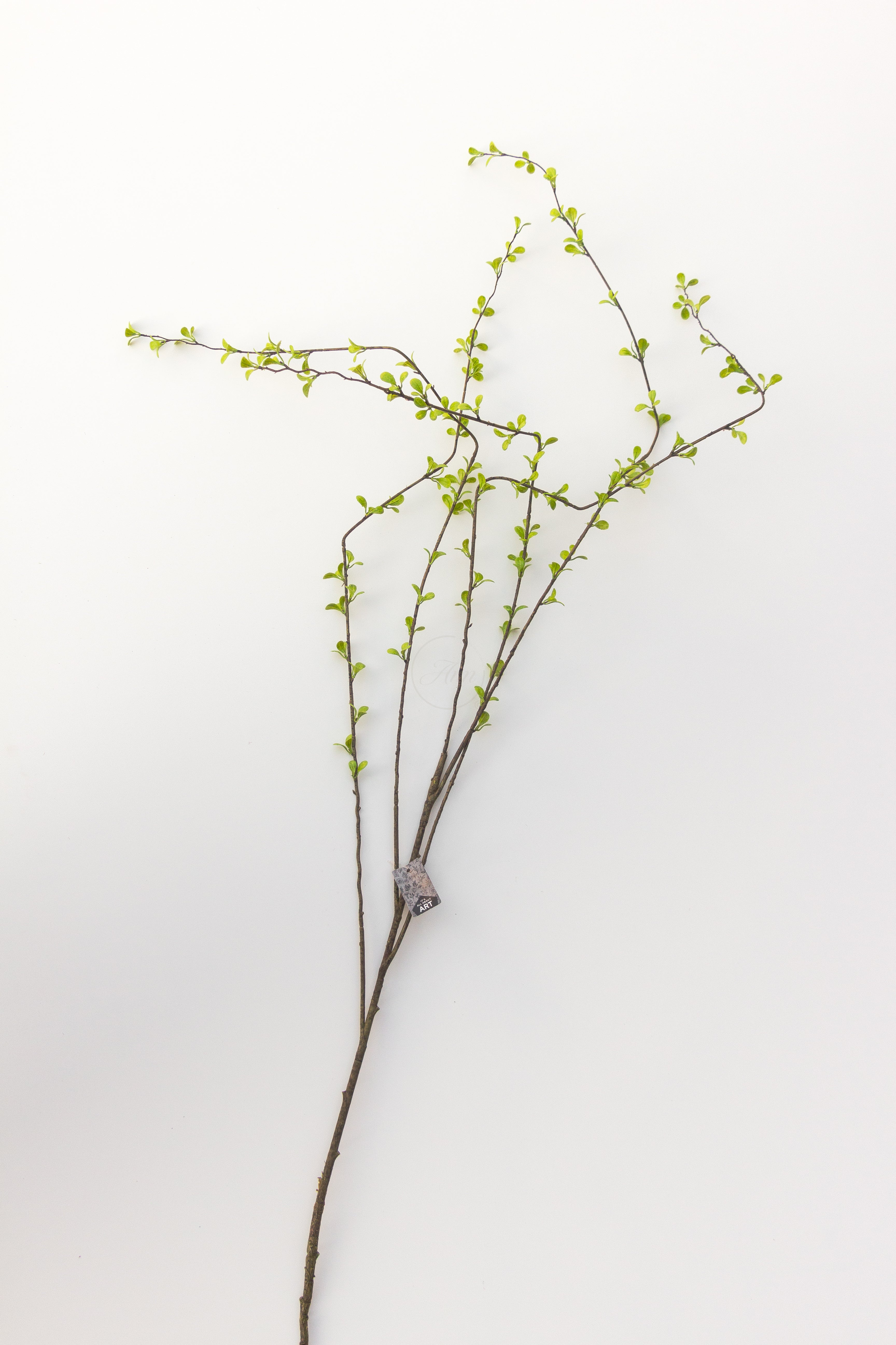 Prunus