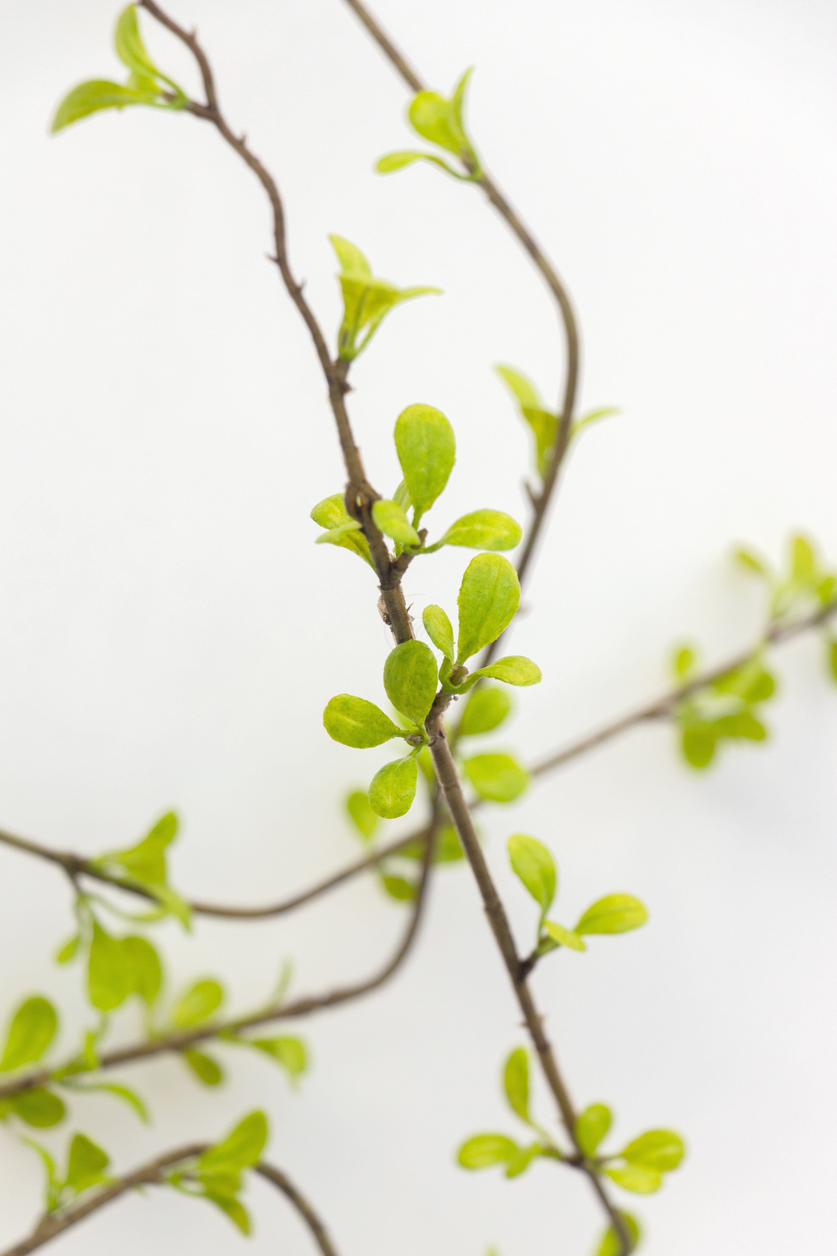 Prunus