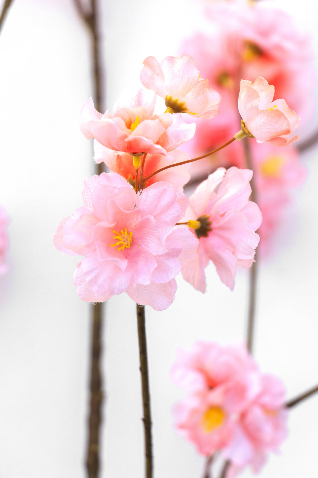 Bloesem roze
