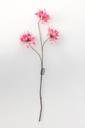 Nerine (spinbloem)