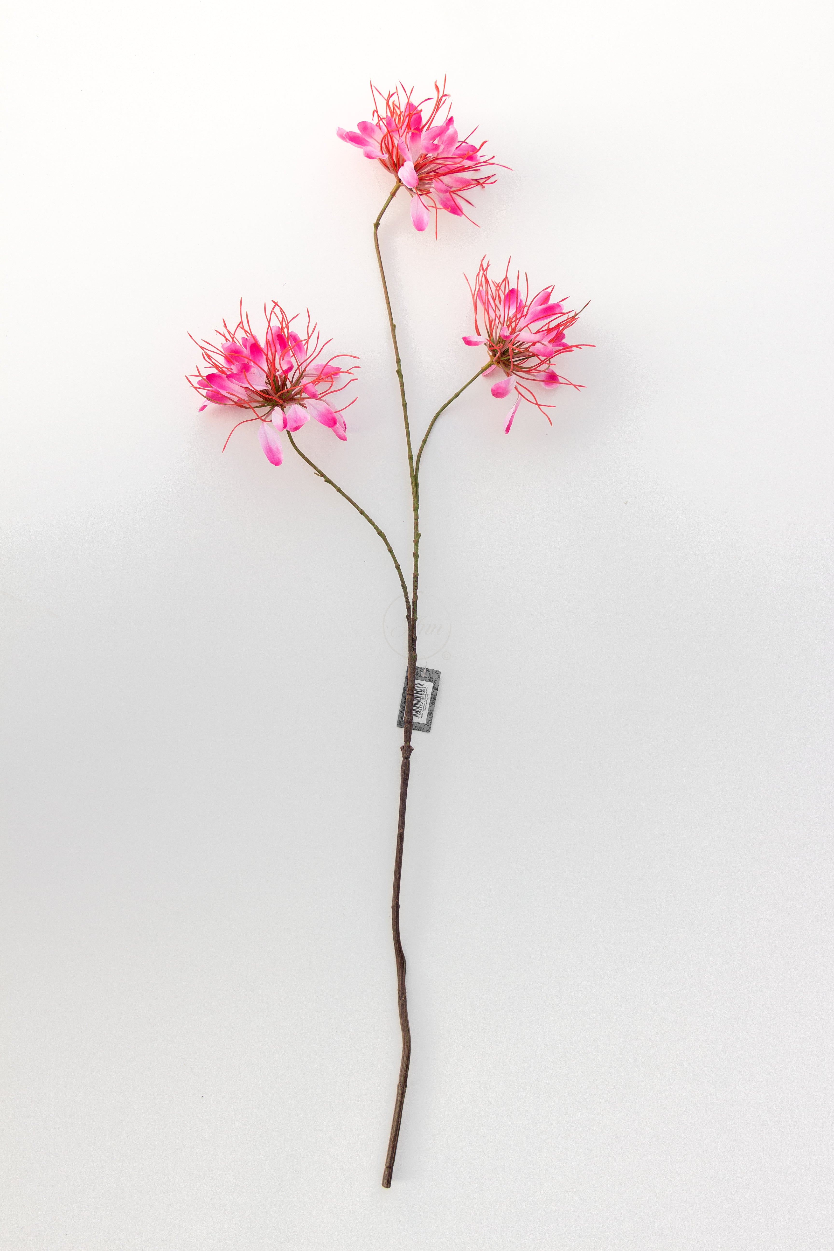 Nerine (spinbloem)
