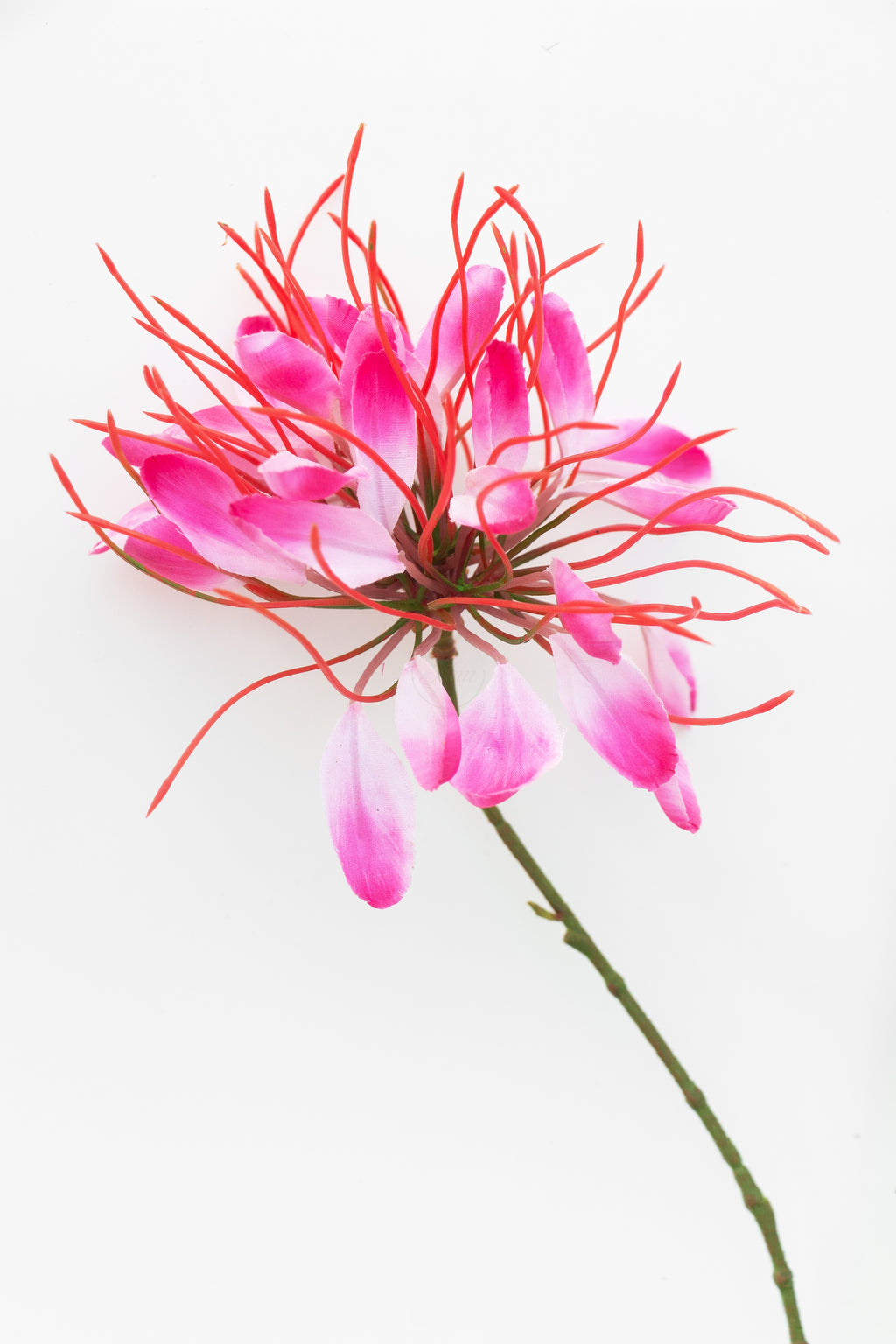 Nerine (spinbloem)