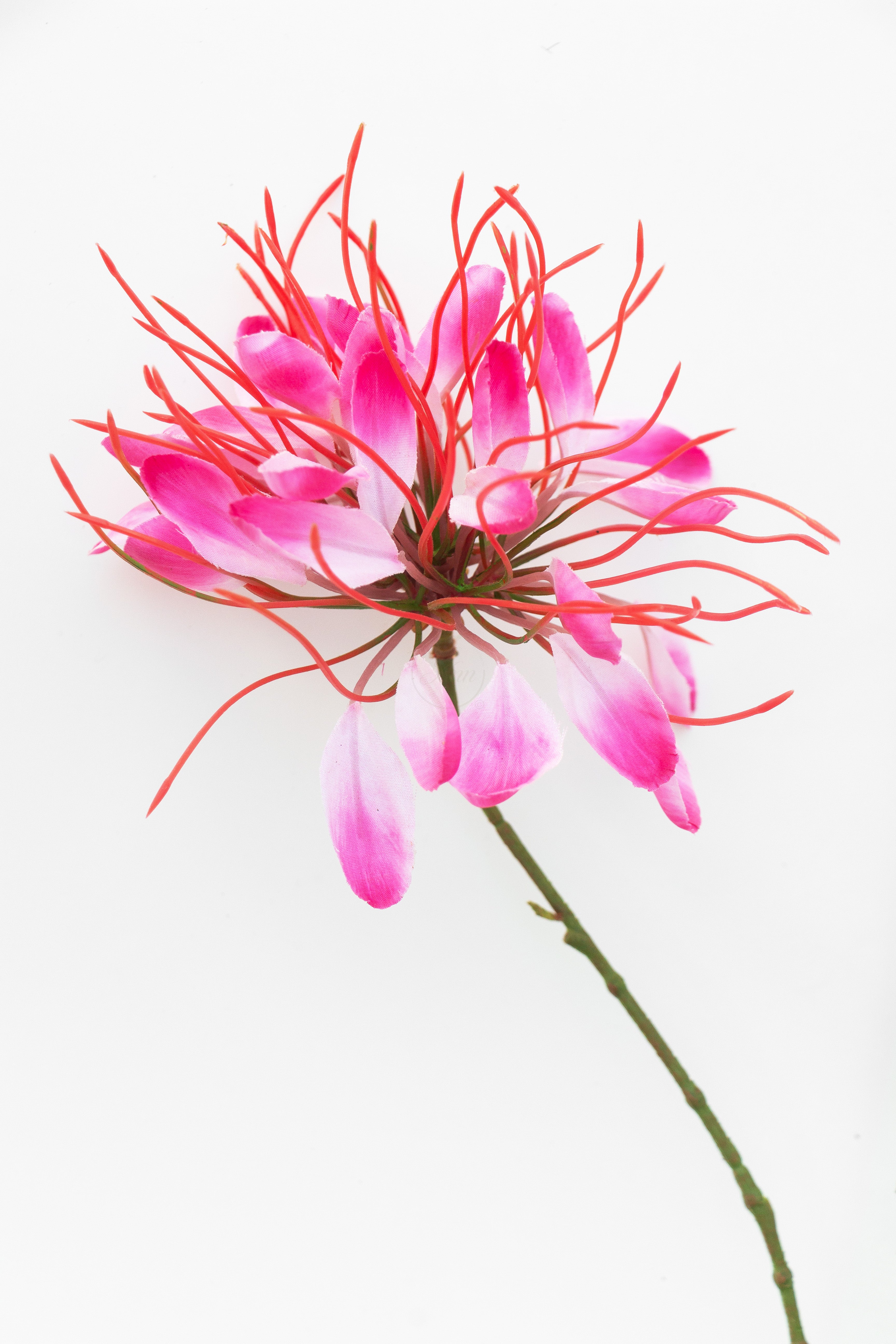 Nerine (spinbloem)