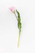 Tulp