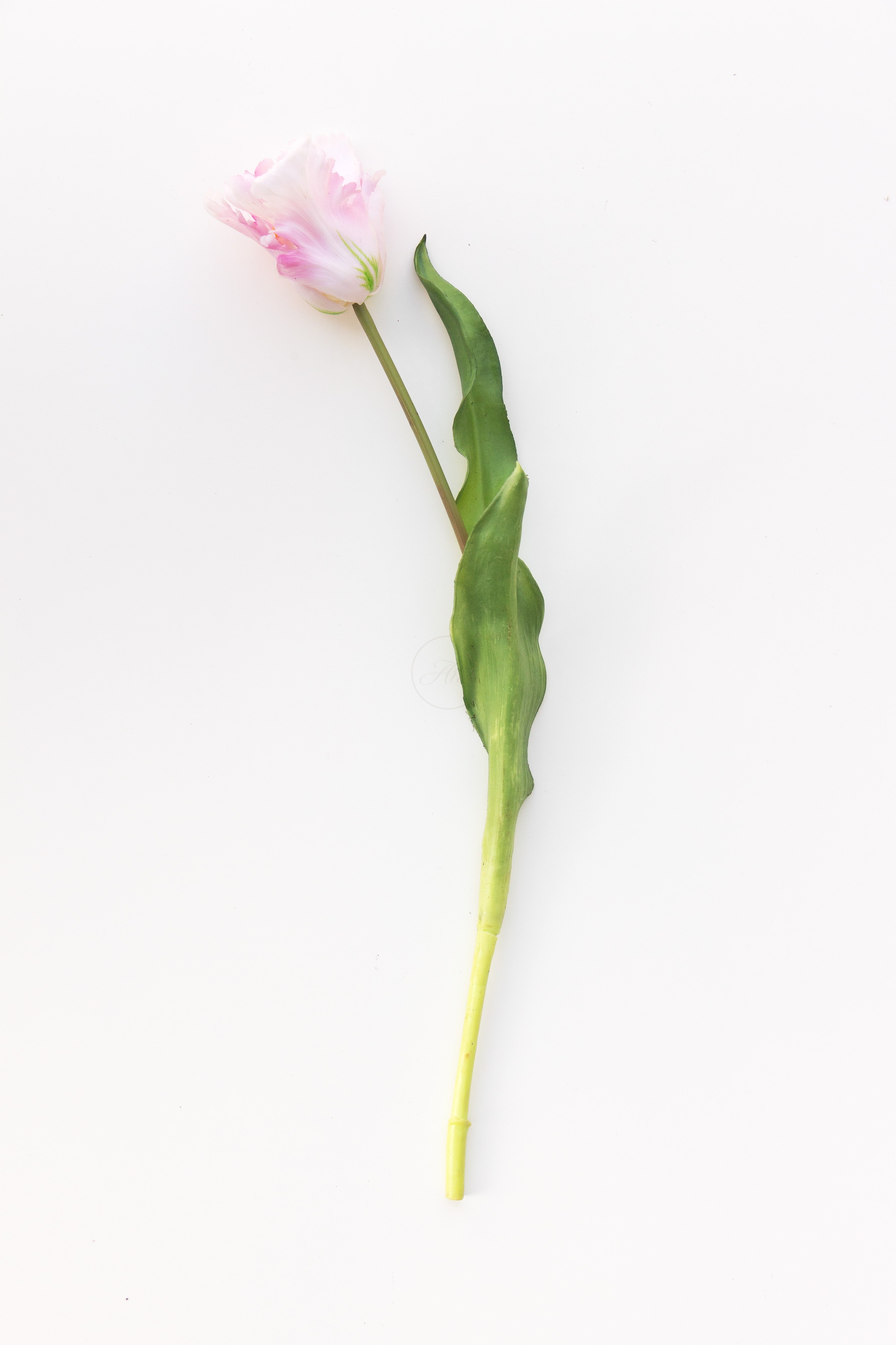 Tulp