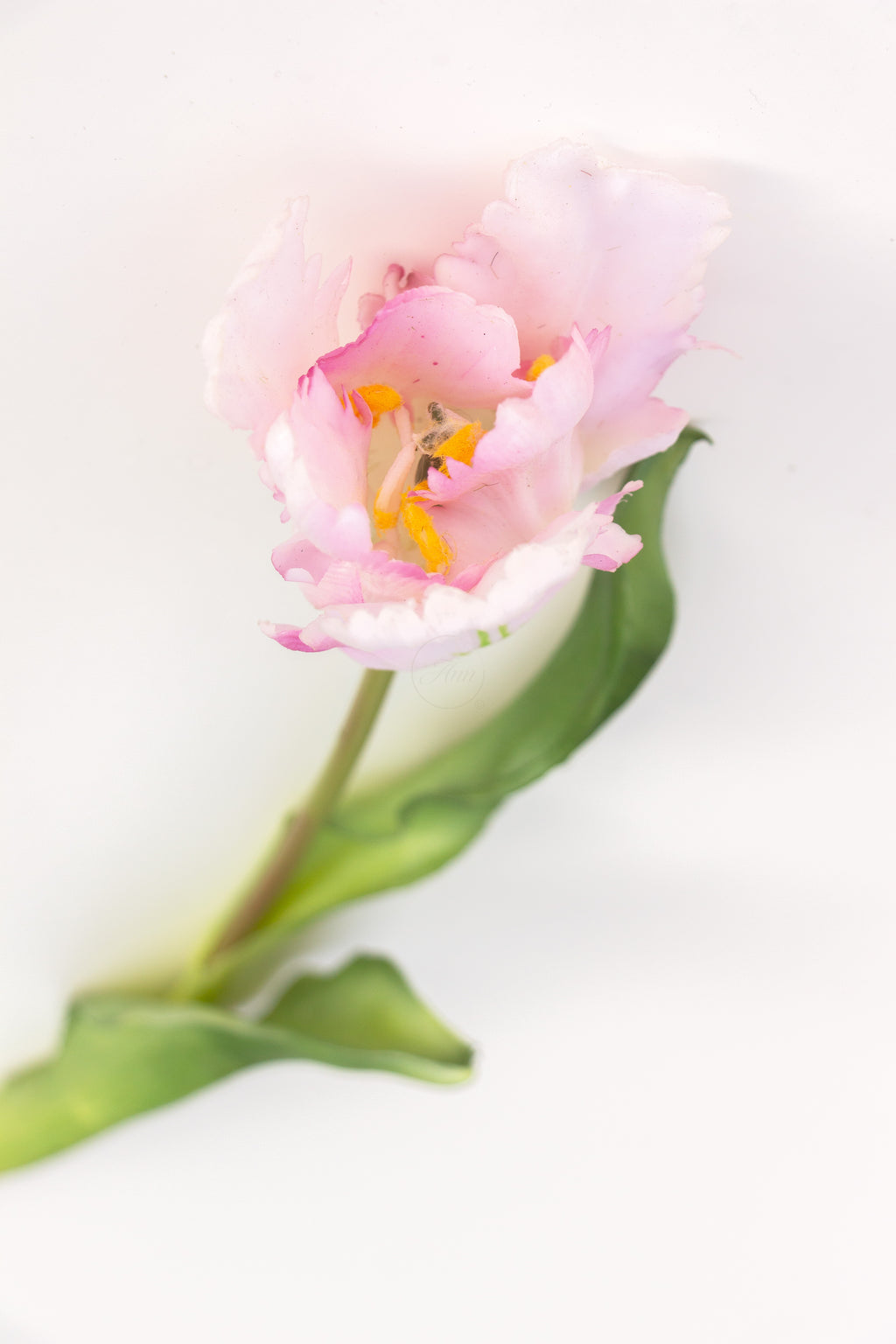 Tulp