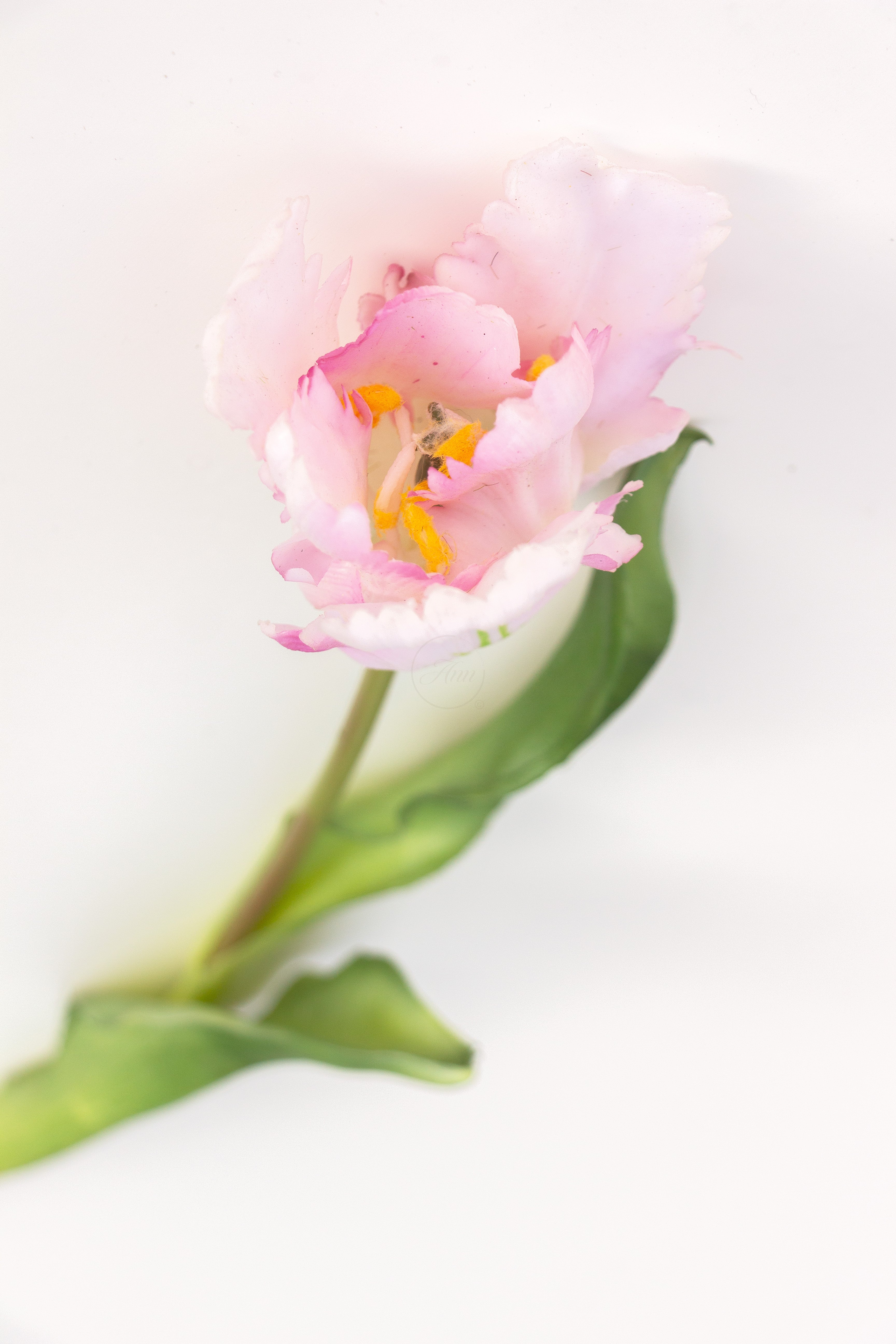 Tulp