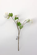 Virbunum