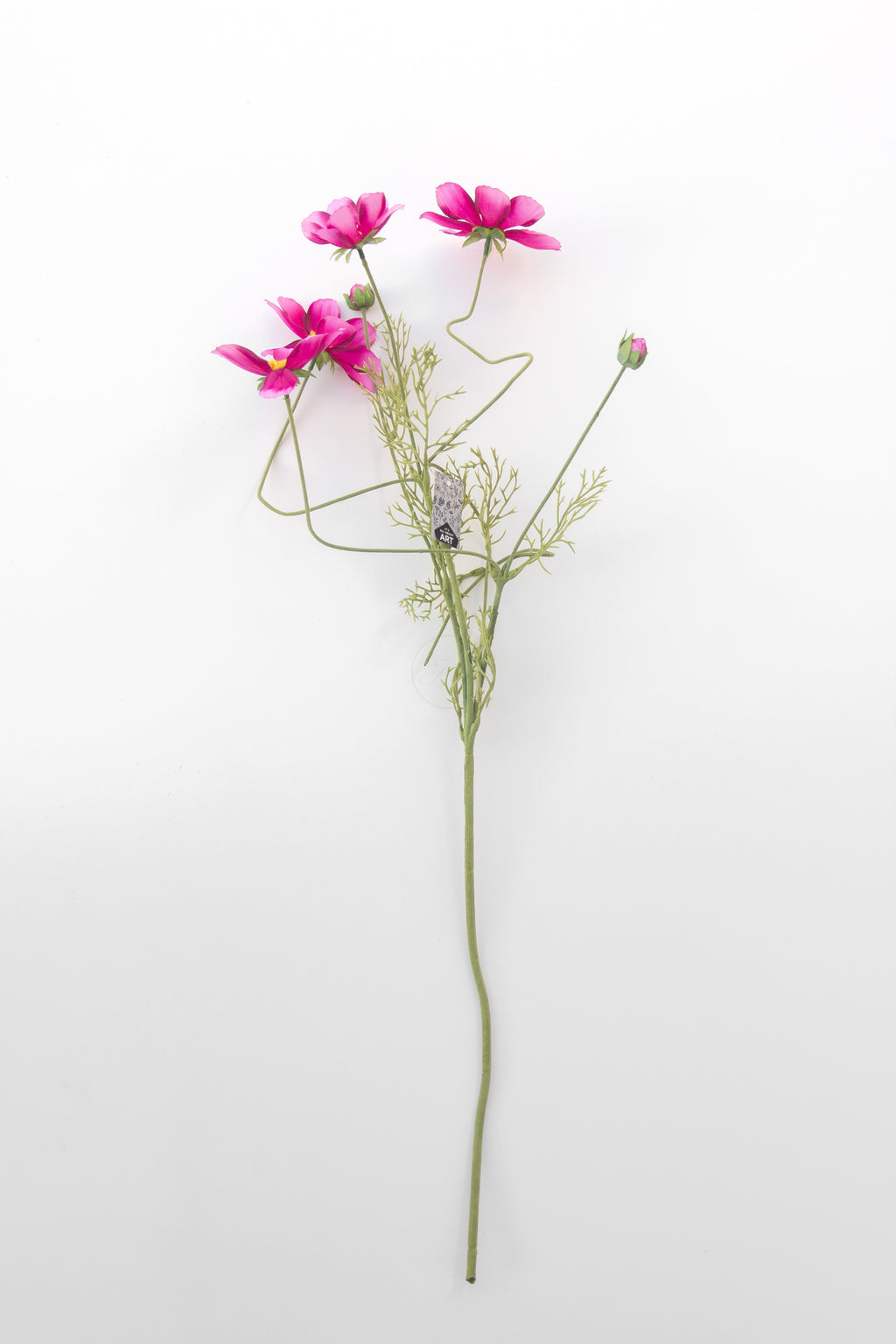 Cosmea