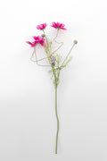 Cosmea