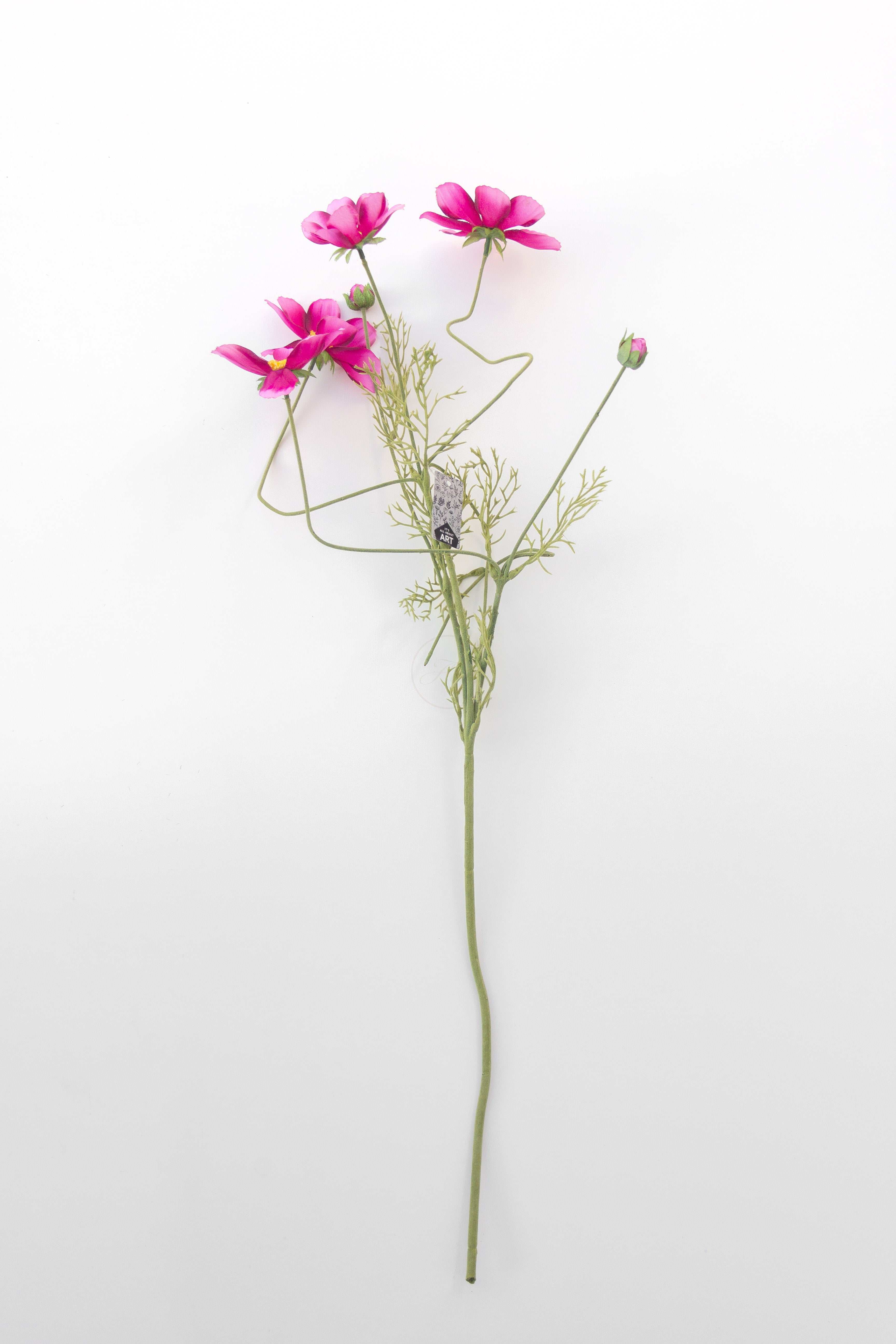 Cosmea