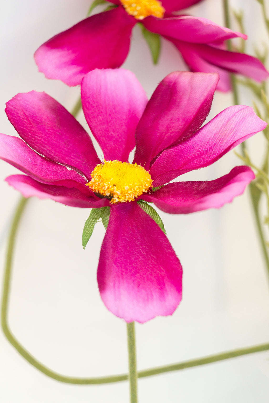 Cosmea