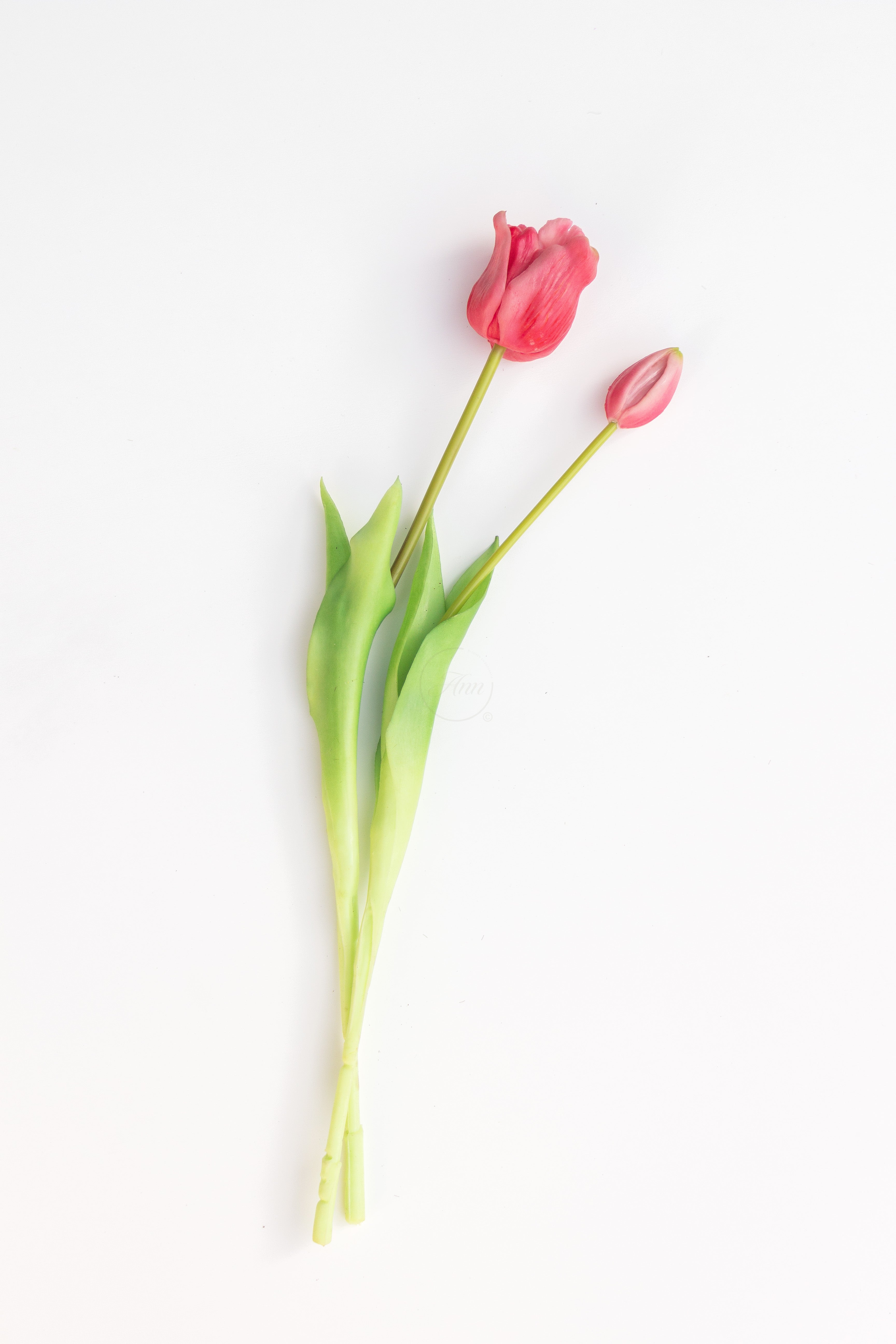 Set 2 tulpen