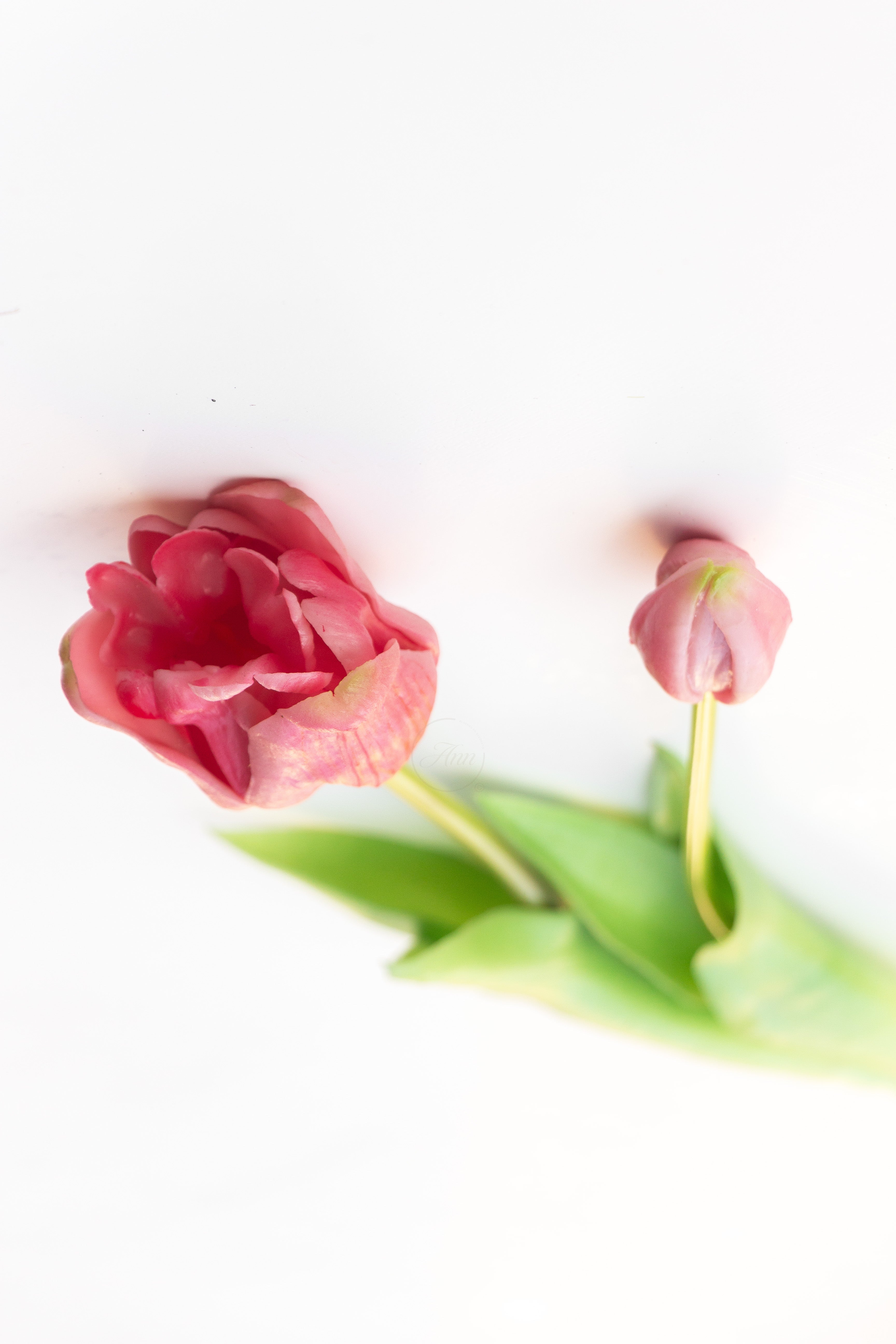 Set 2 tulpen