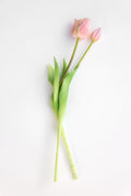 Set 2 tulpen