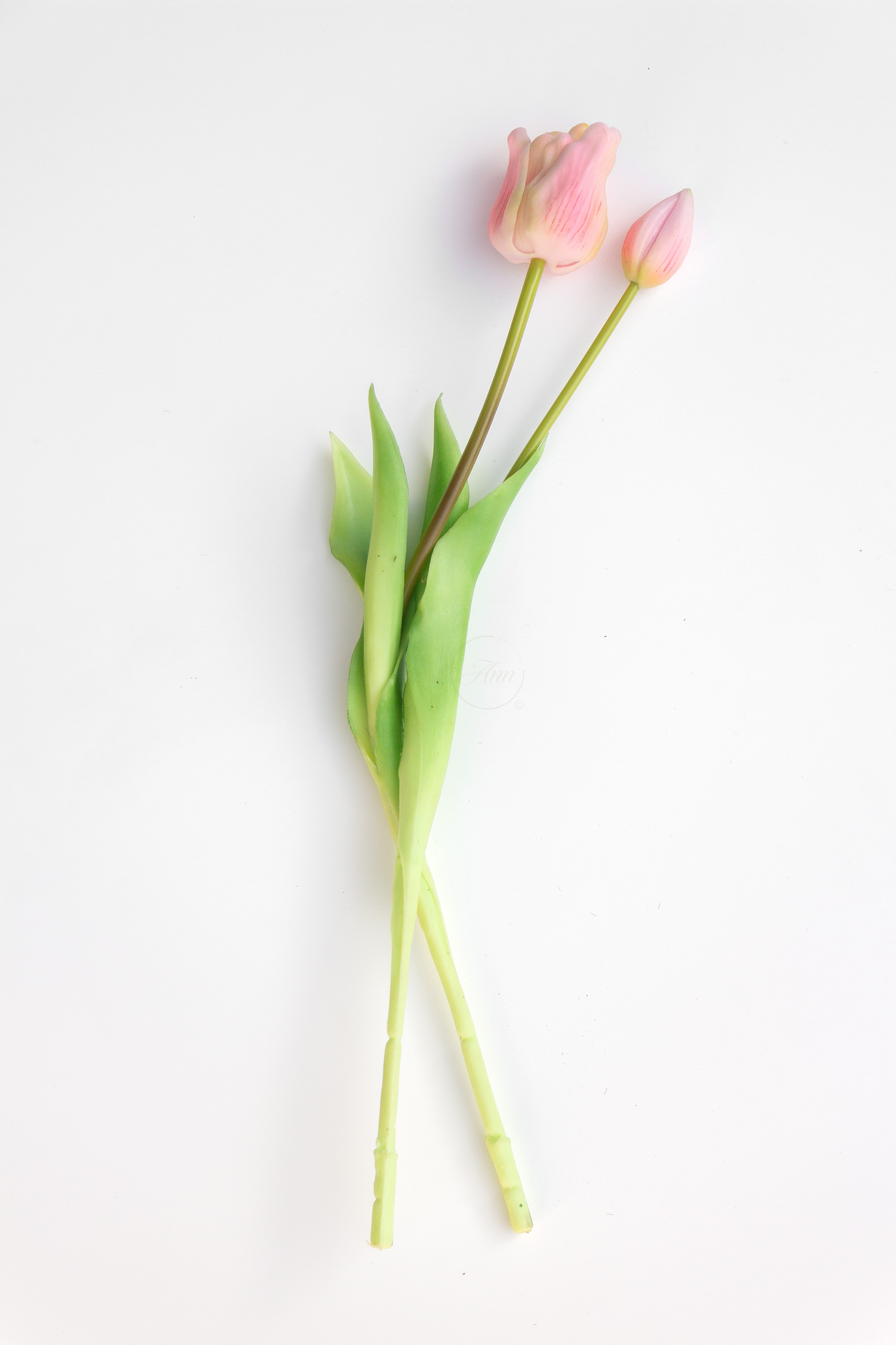 Set 2 tulpen