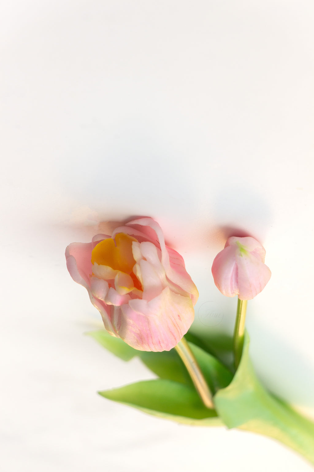 Set 2 tulpen
