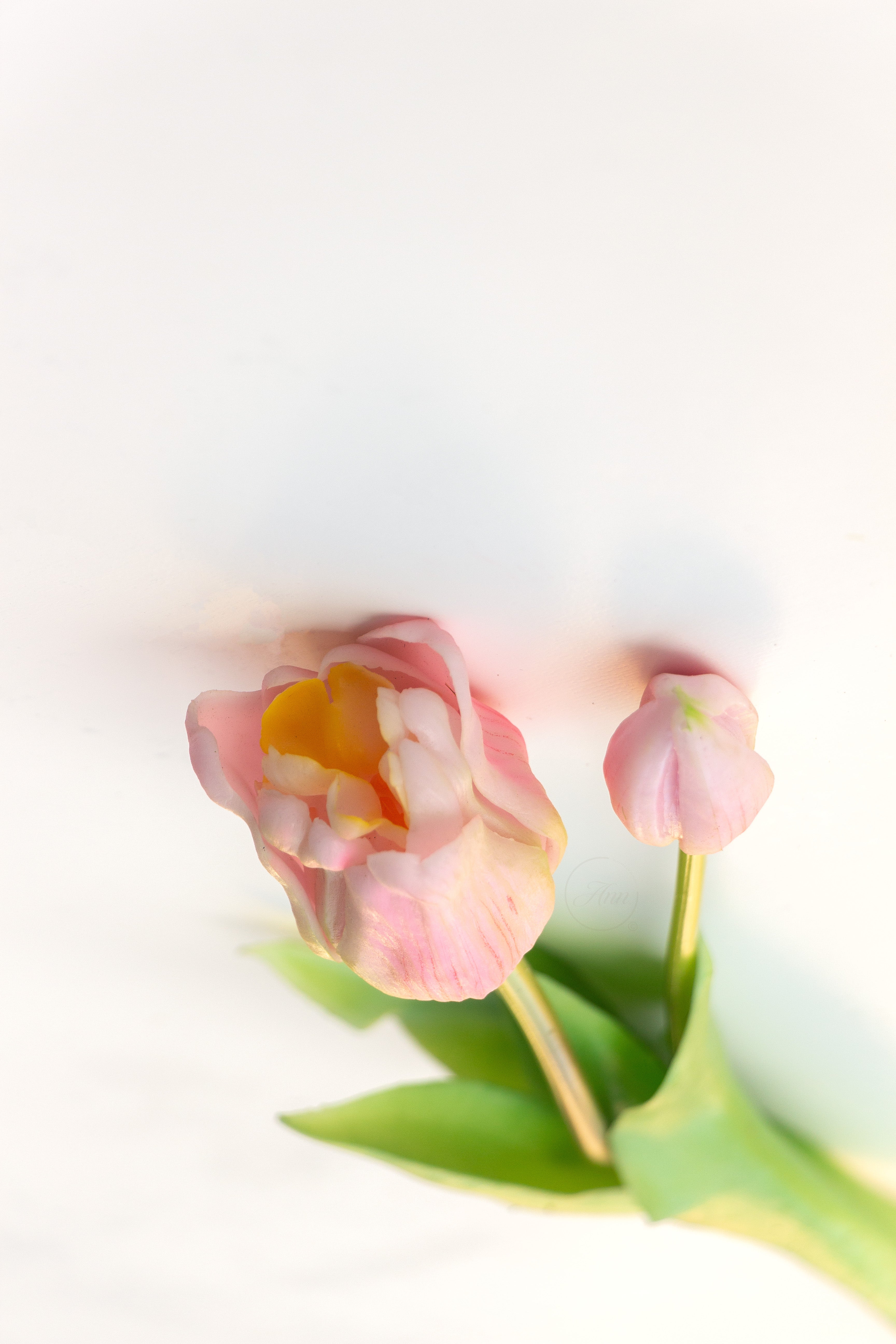 Set 2 tulpen