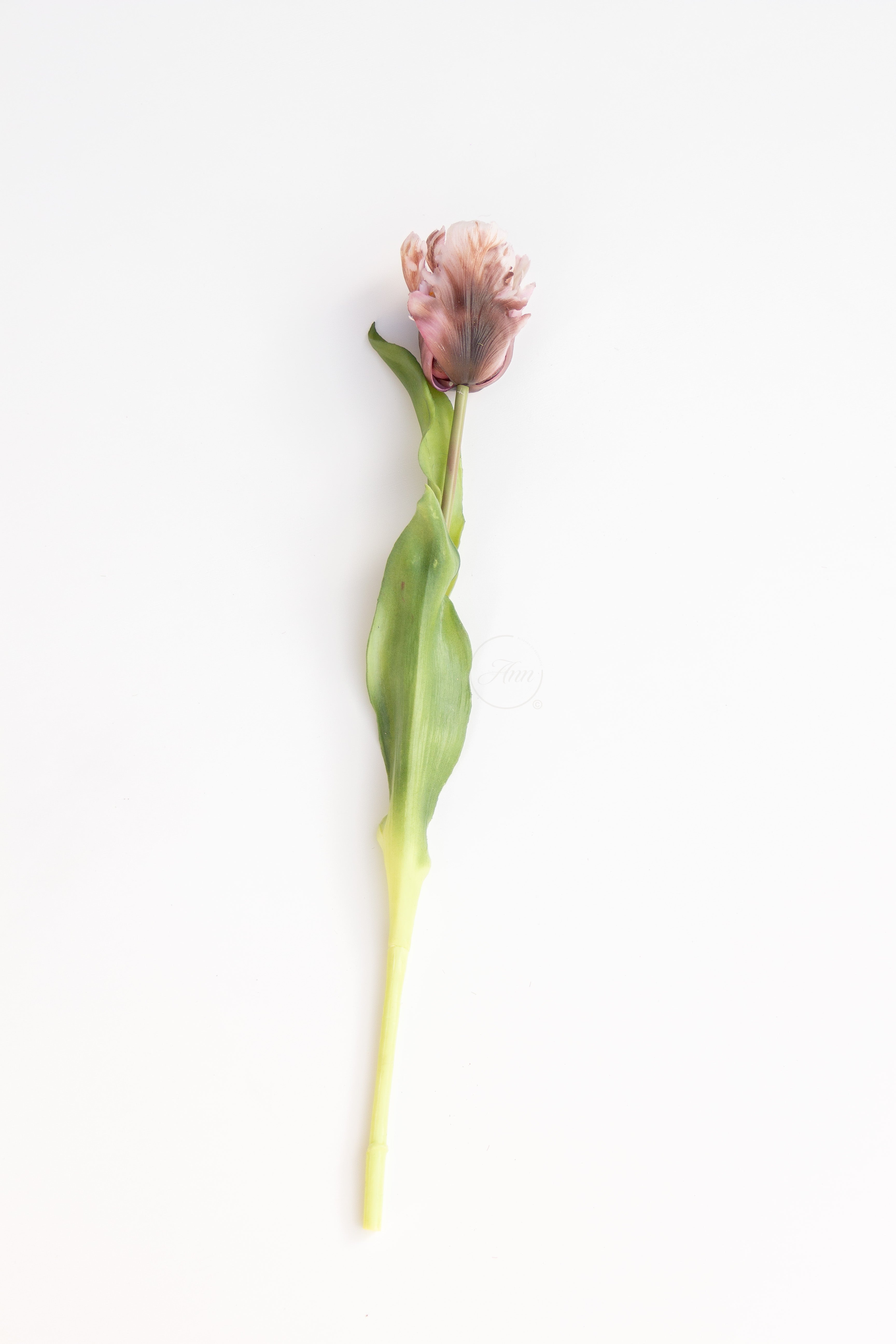 Papegaaien tulp oud bruin