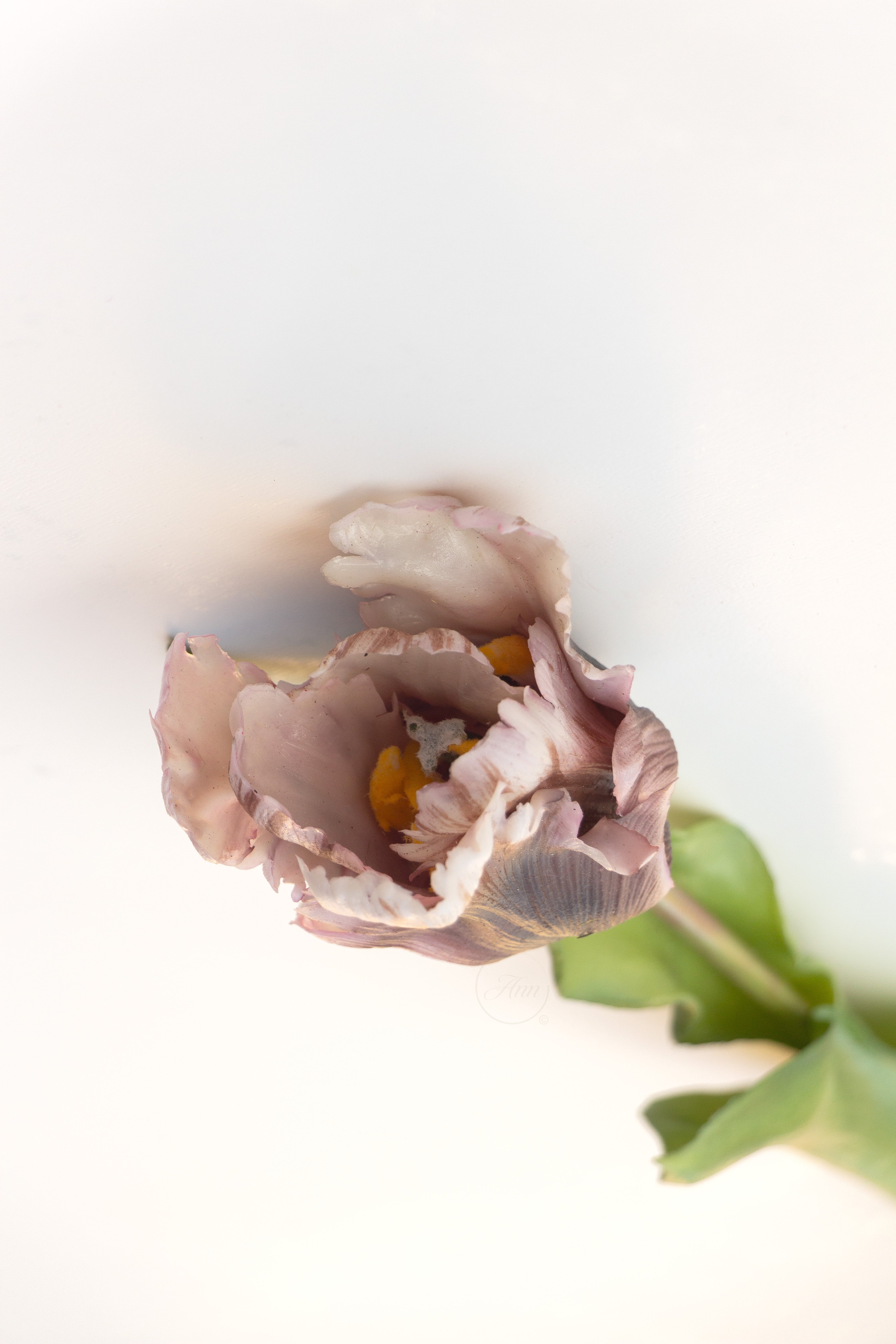Papegaaien tulp oud bruin