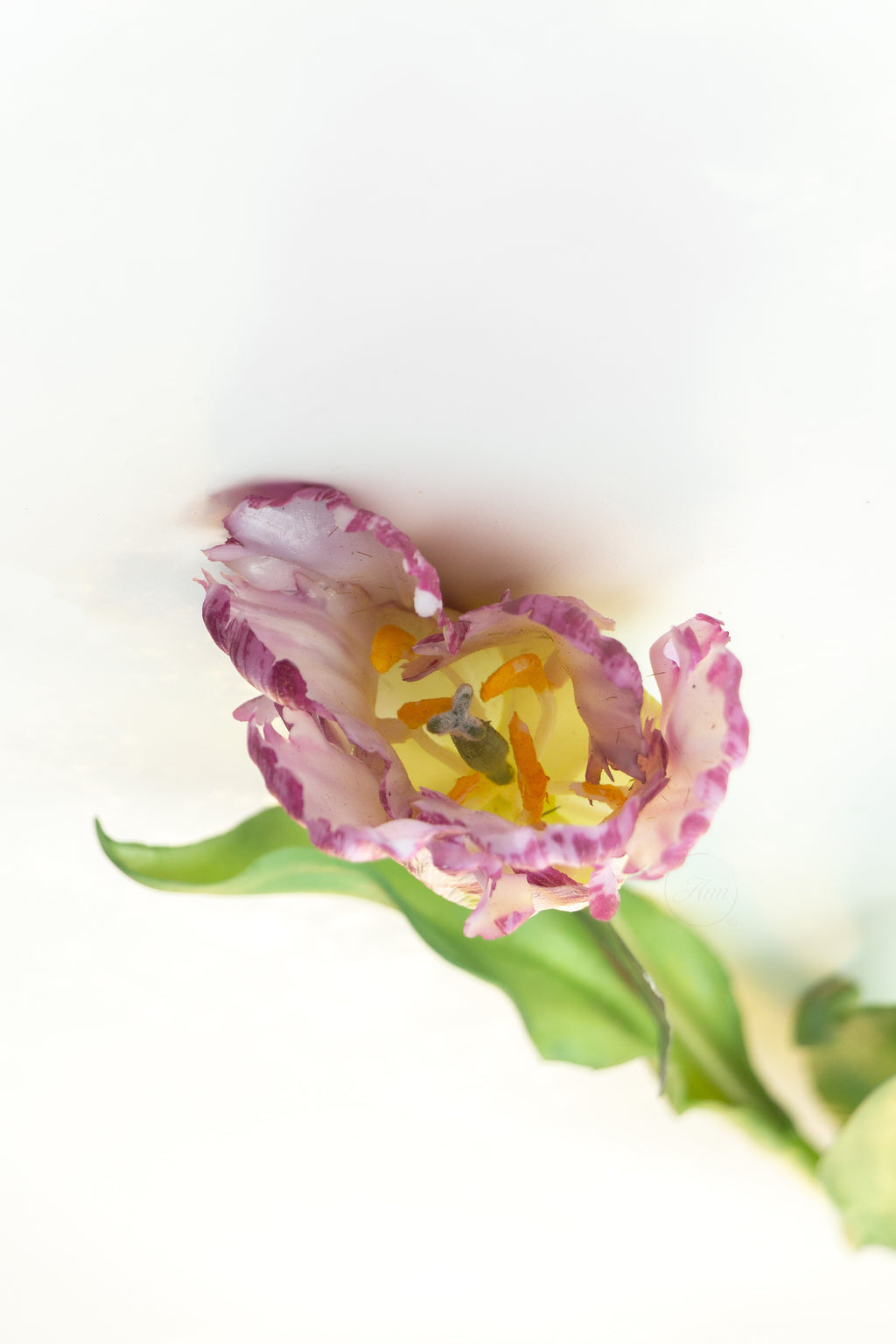Papegaaien tulp paars