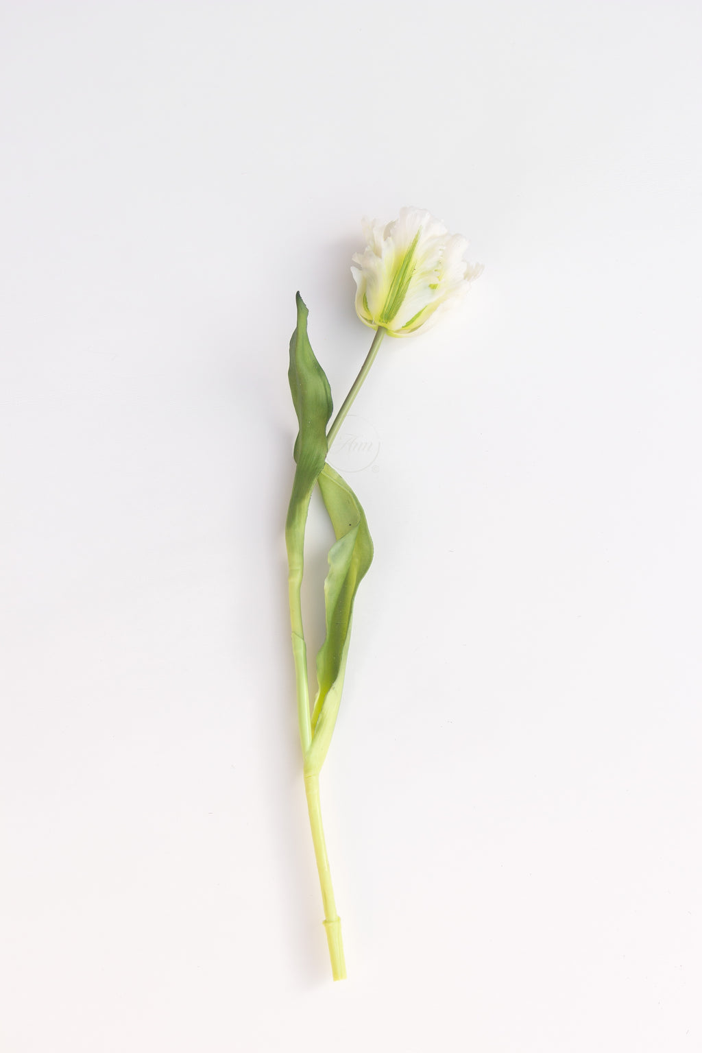Papegaaien tulp wit