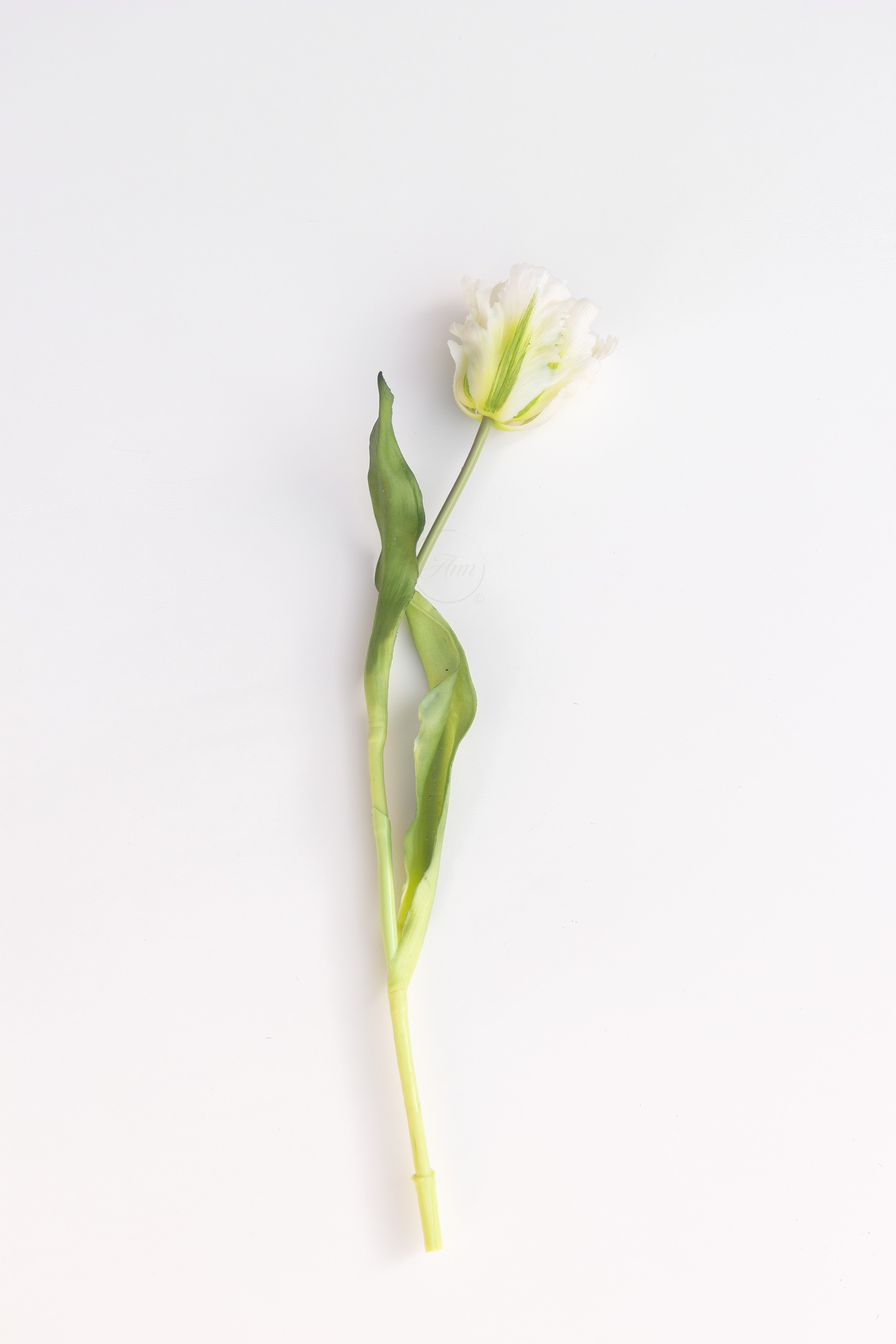 Papegaaien tulp wit