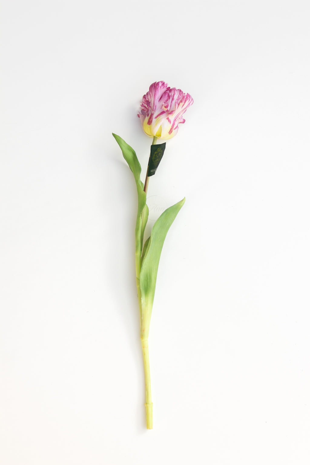 Papegaaien tulp paars