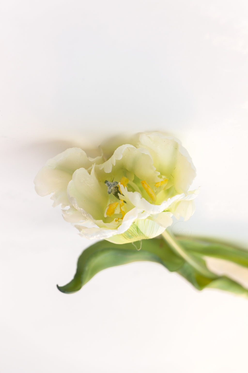 Papegaaien tulp wit